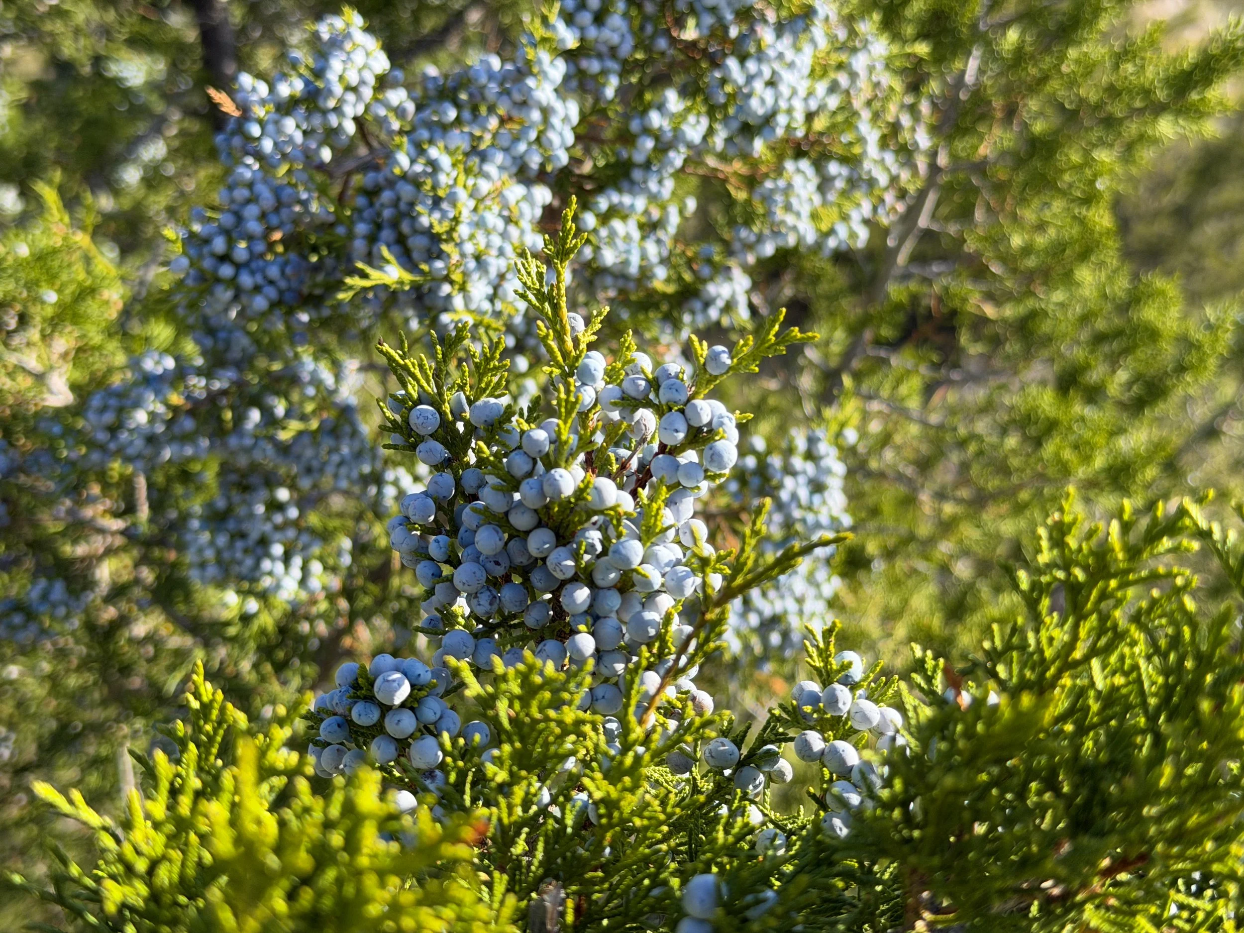 Rocky Mountain Juniper Juniperus scopulorum