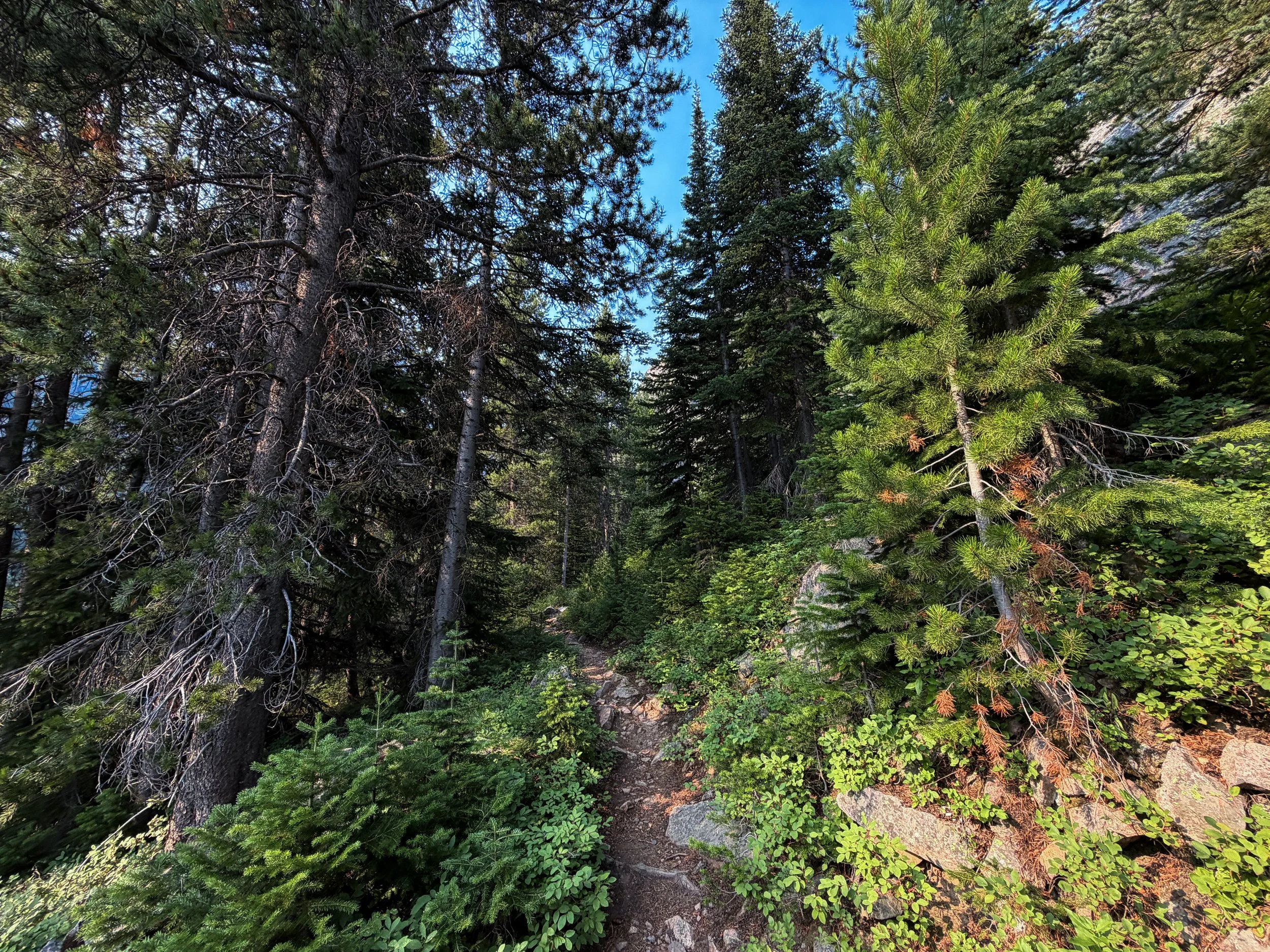 East Rosebud Trail Beaten Path Beartooth Mountains Montana