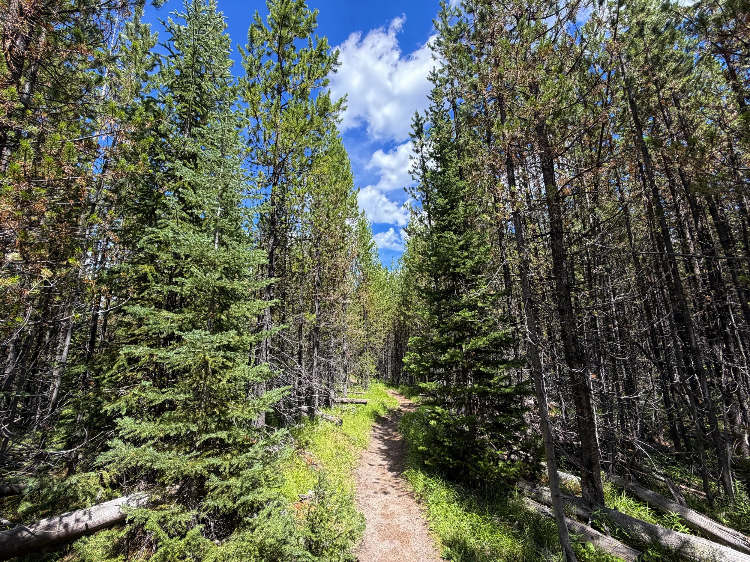 Yellowstone Lake Overlook Loop Trail Yellowstone National Park Wyoming