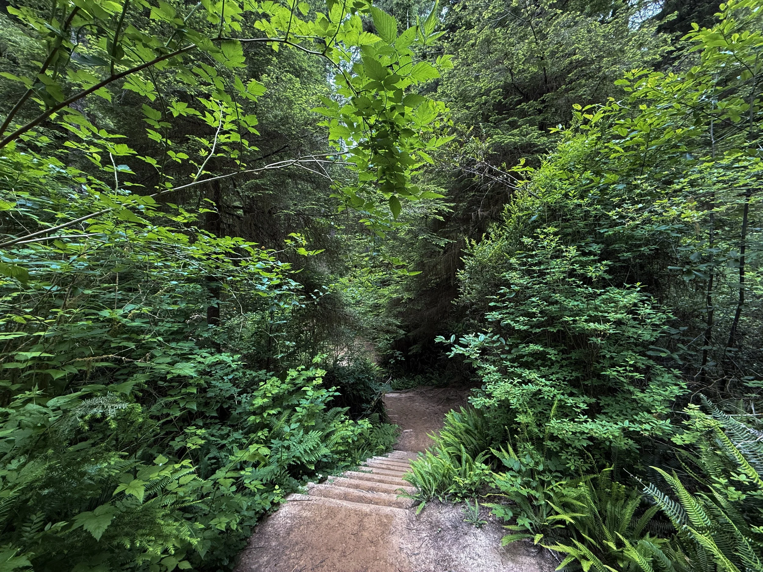 Boy Scout Tree Trail to Fern Falls Jedediah Smith Redwoods State Park California