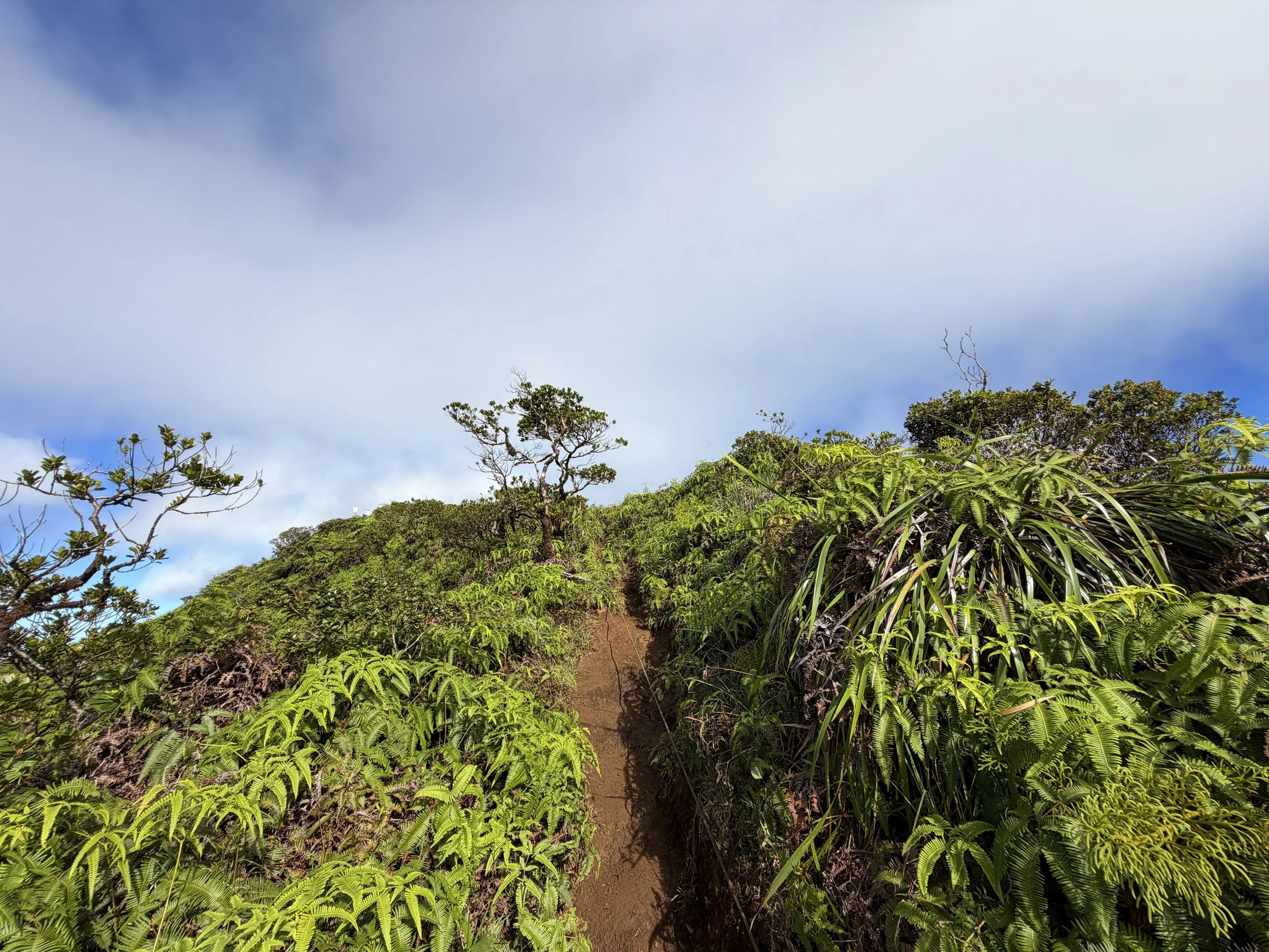 Wiliwilinui Ridge Trail Summit Oahu Hawaii