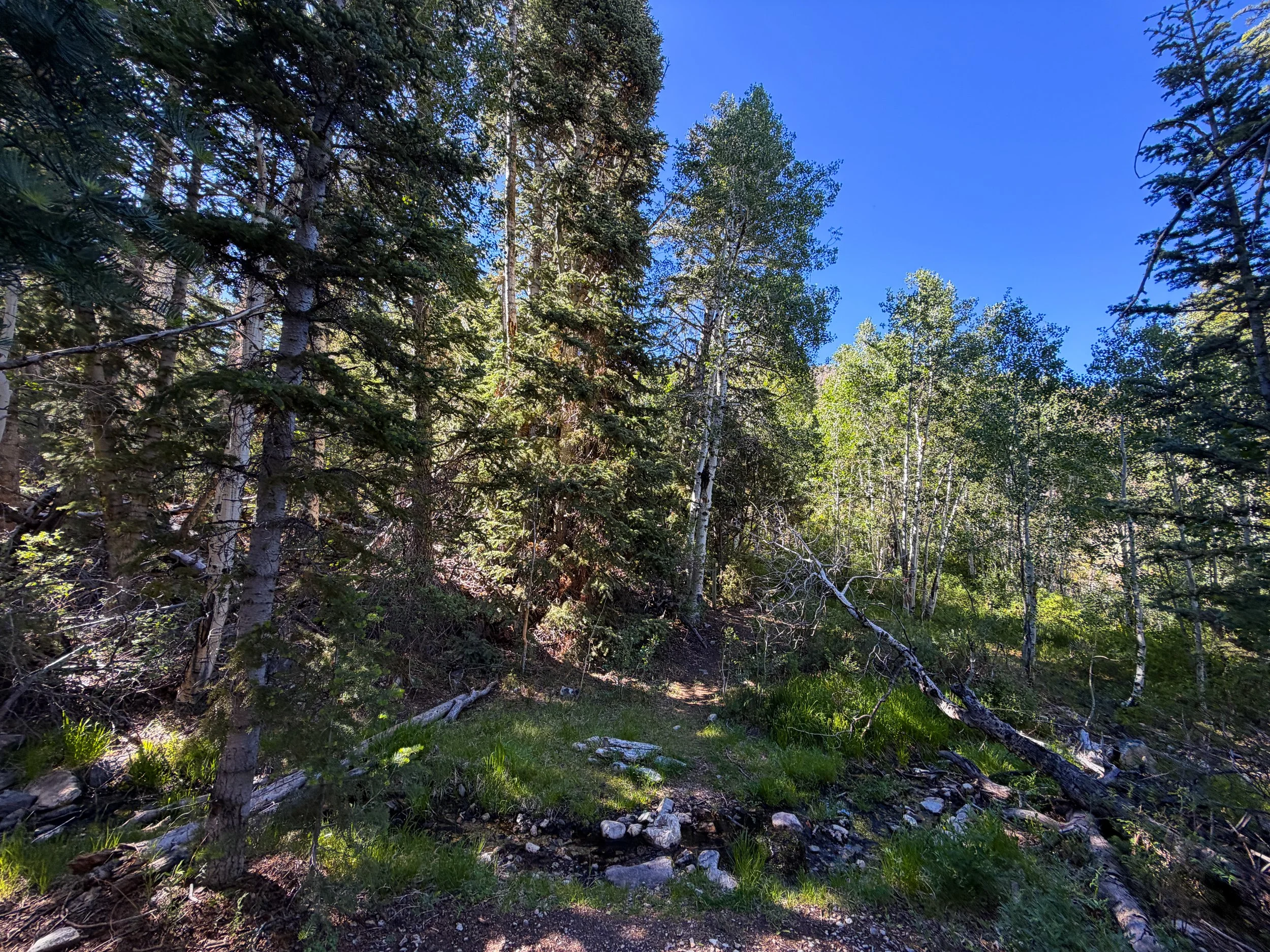 Mill Creek Osceola Ditch Trail Great Basin National Park Nevada