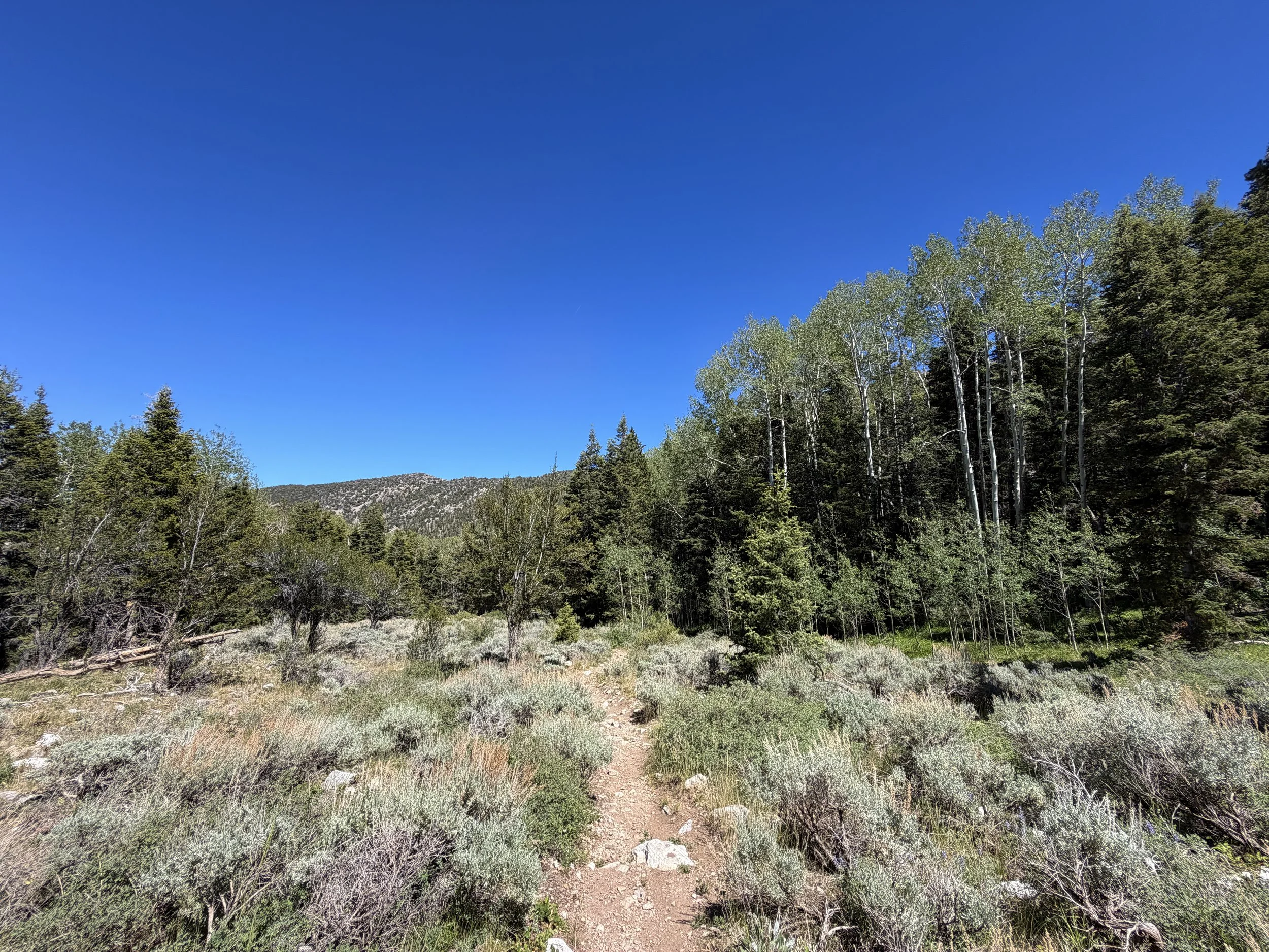 Baker Creek Loop Hike Great Basin National Park Nevada