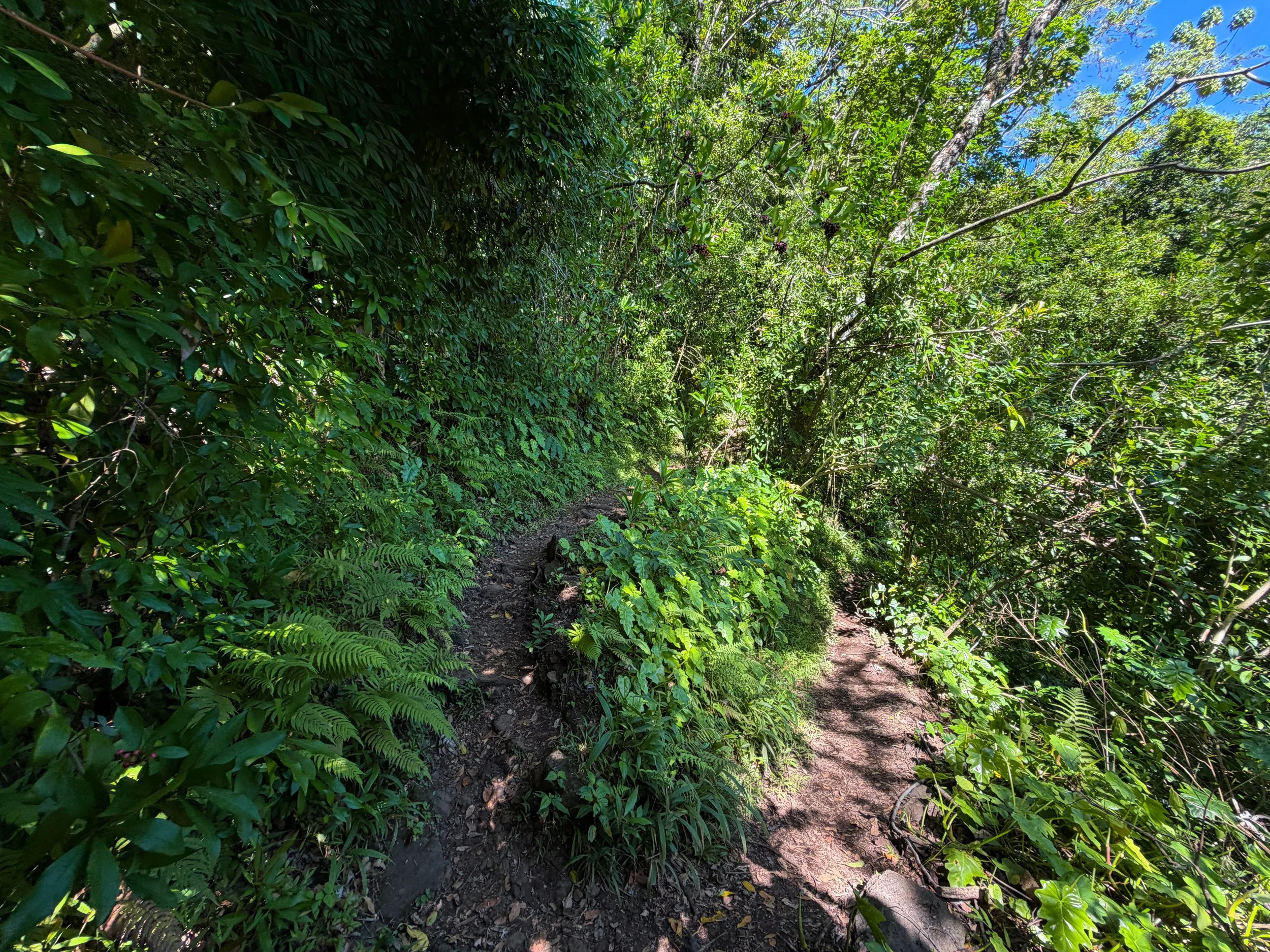 Aihualama Trail Switchbacks Oahu Hawaii