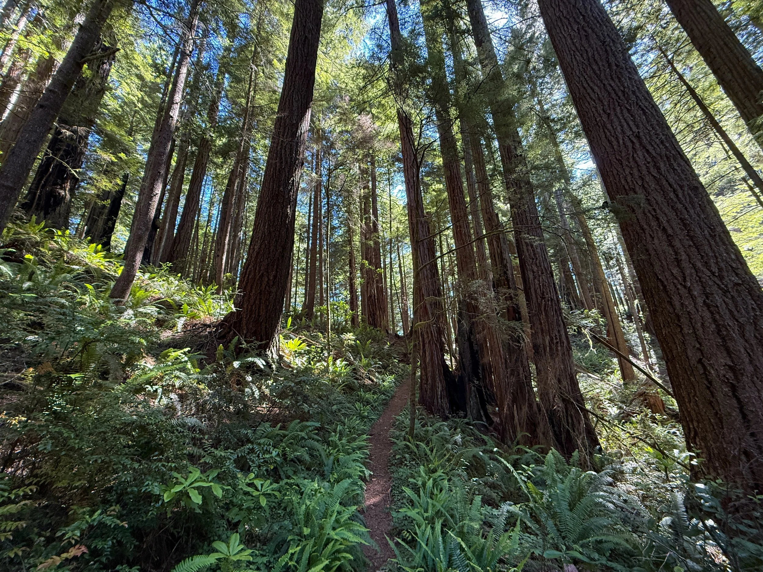 Hope Creek Loop Trail Prairie Creek Redwoods State Park California