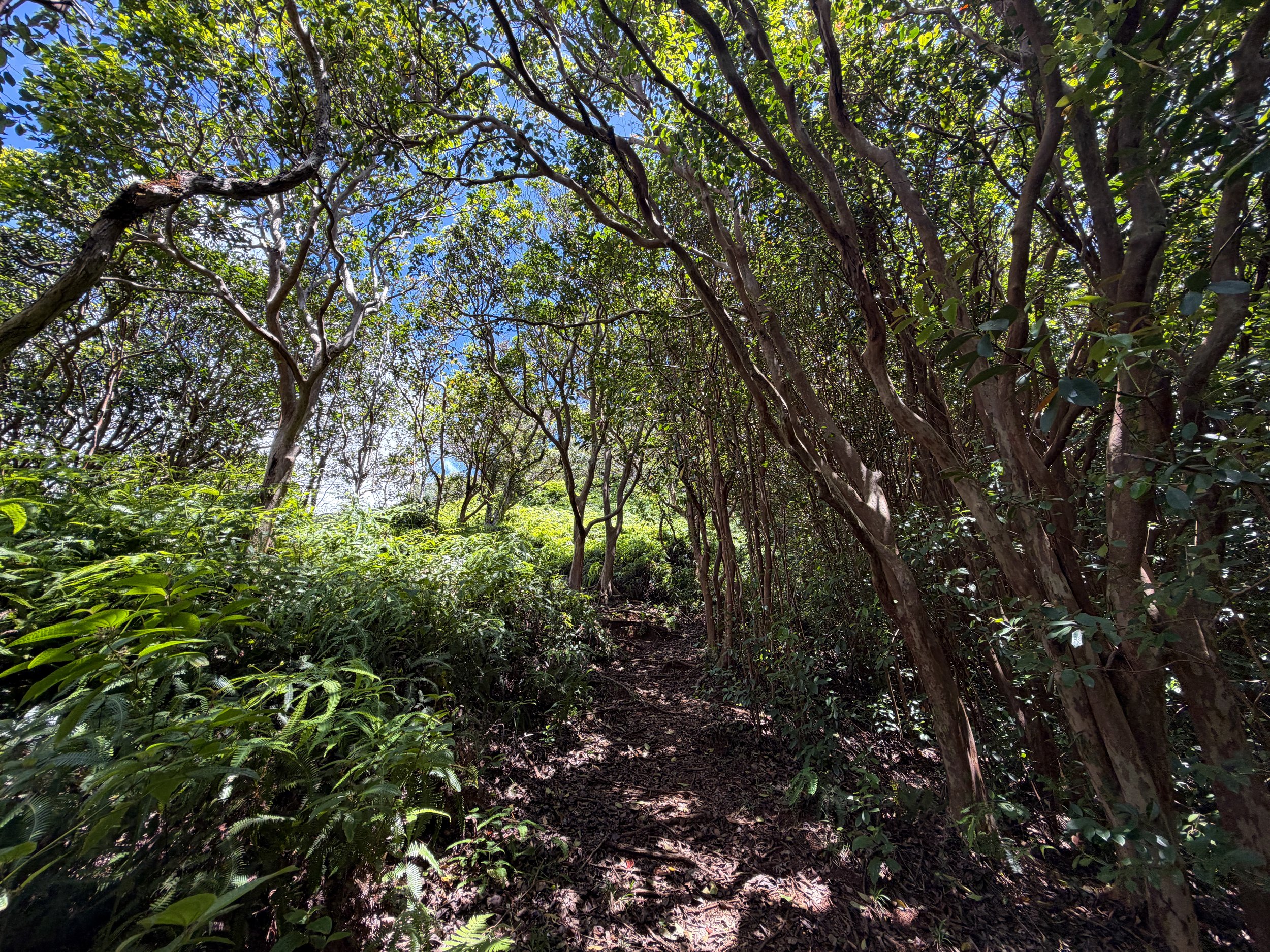 Moanalua Valley Trail to Tripler Ridge Trail Oahu Hawaii