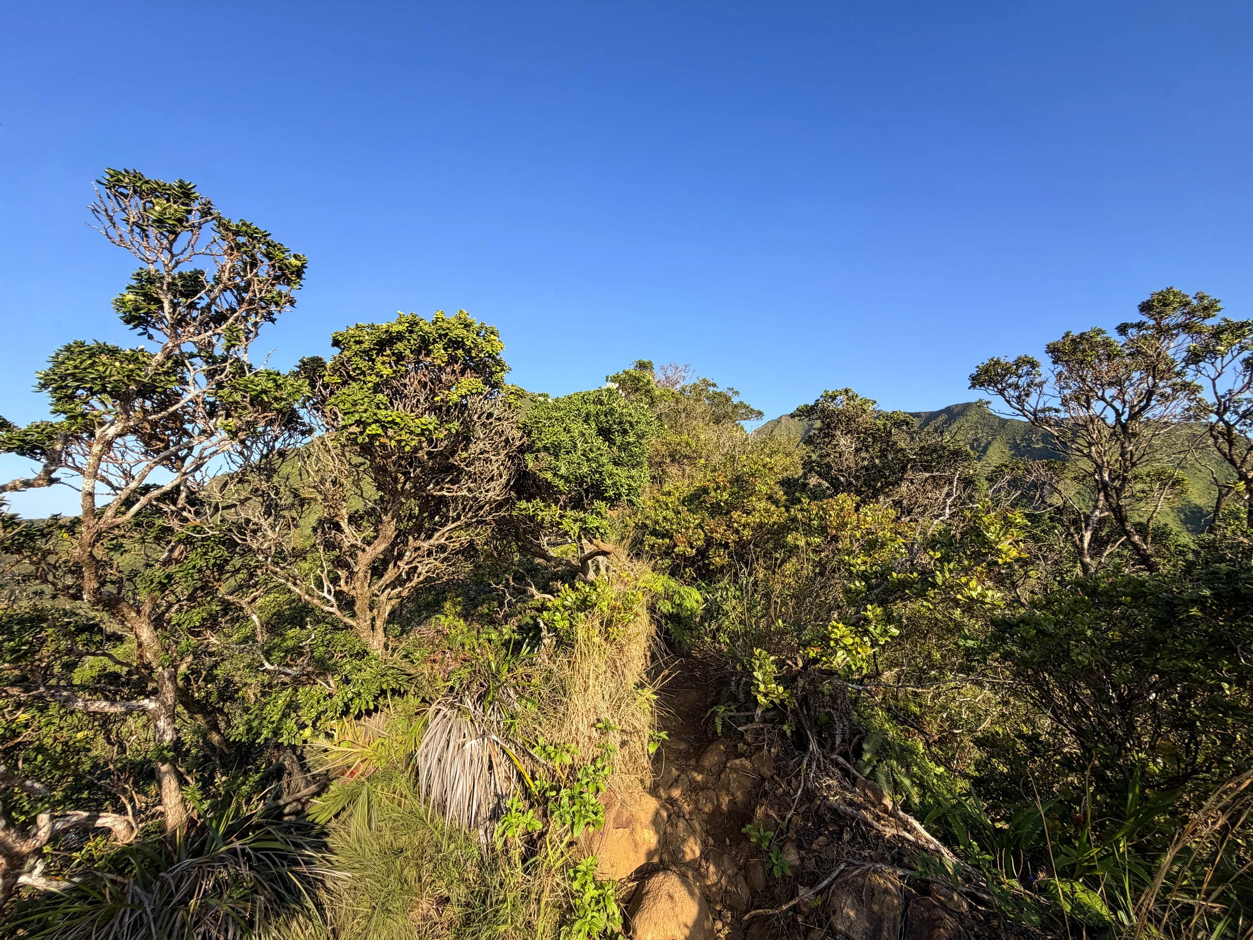 Moanalua Middle Ridge Hike Oahu Hawaii