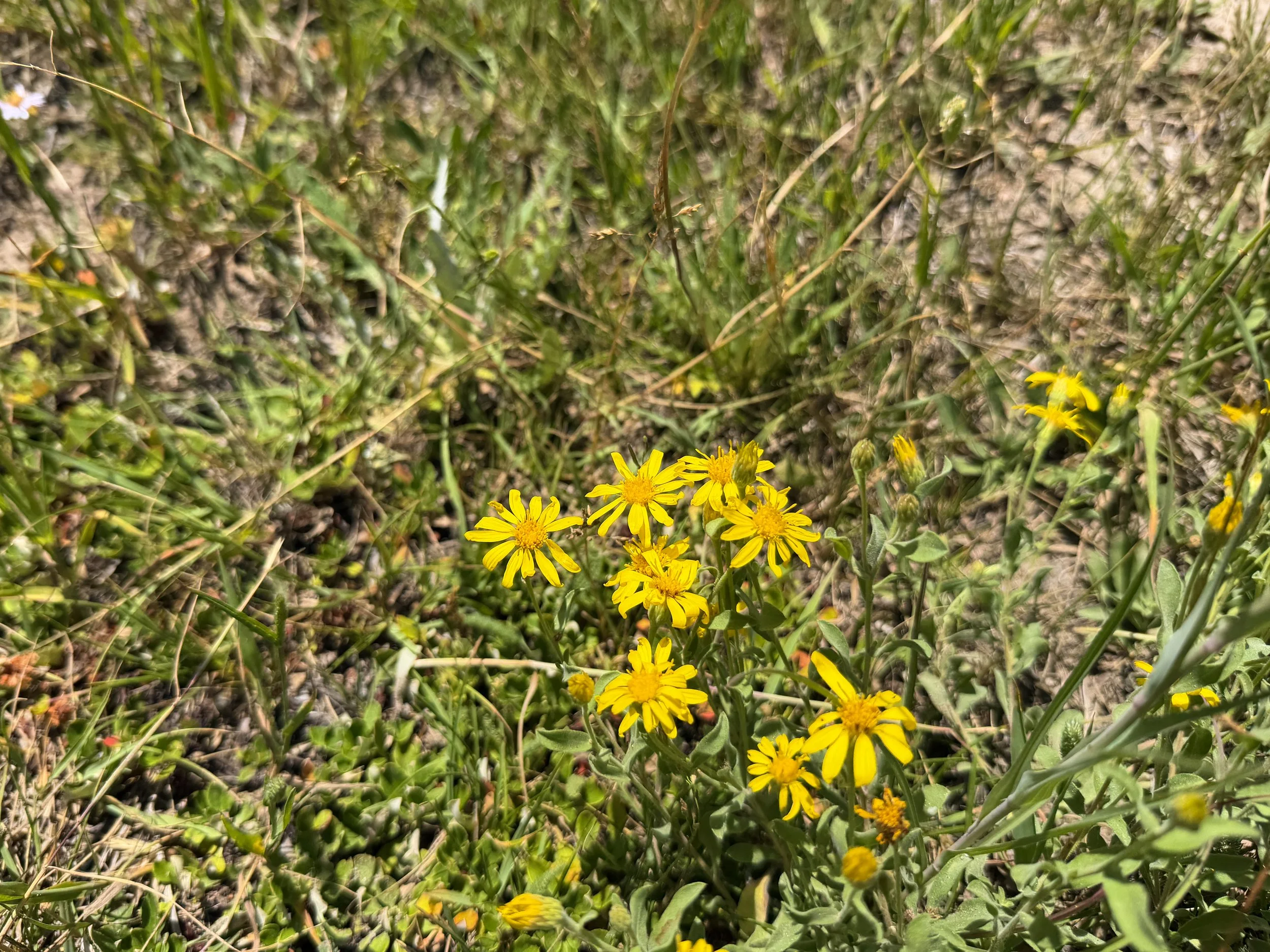 Hairy Goldenaster Heterotheca villosa