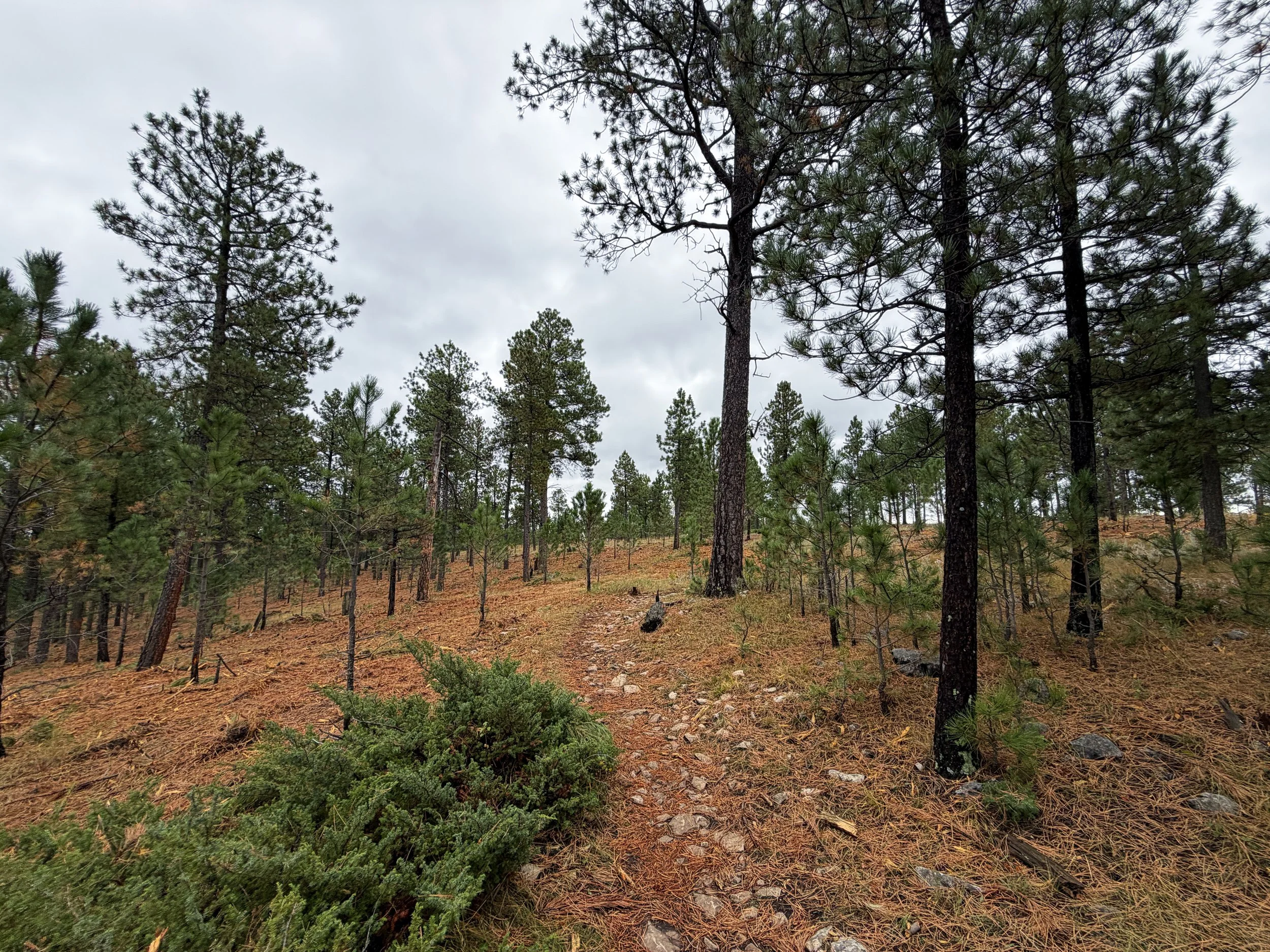 Buzzards Roost Hike Black Hills Rapid City South Dakota