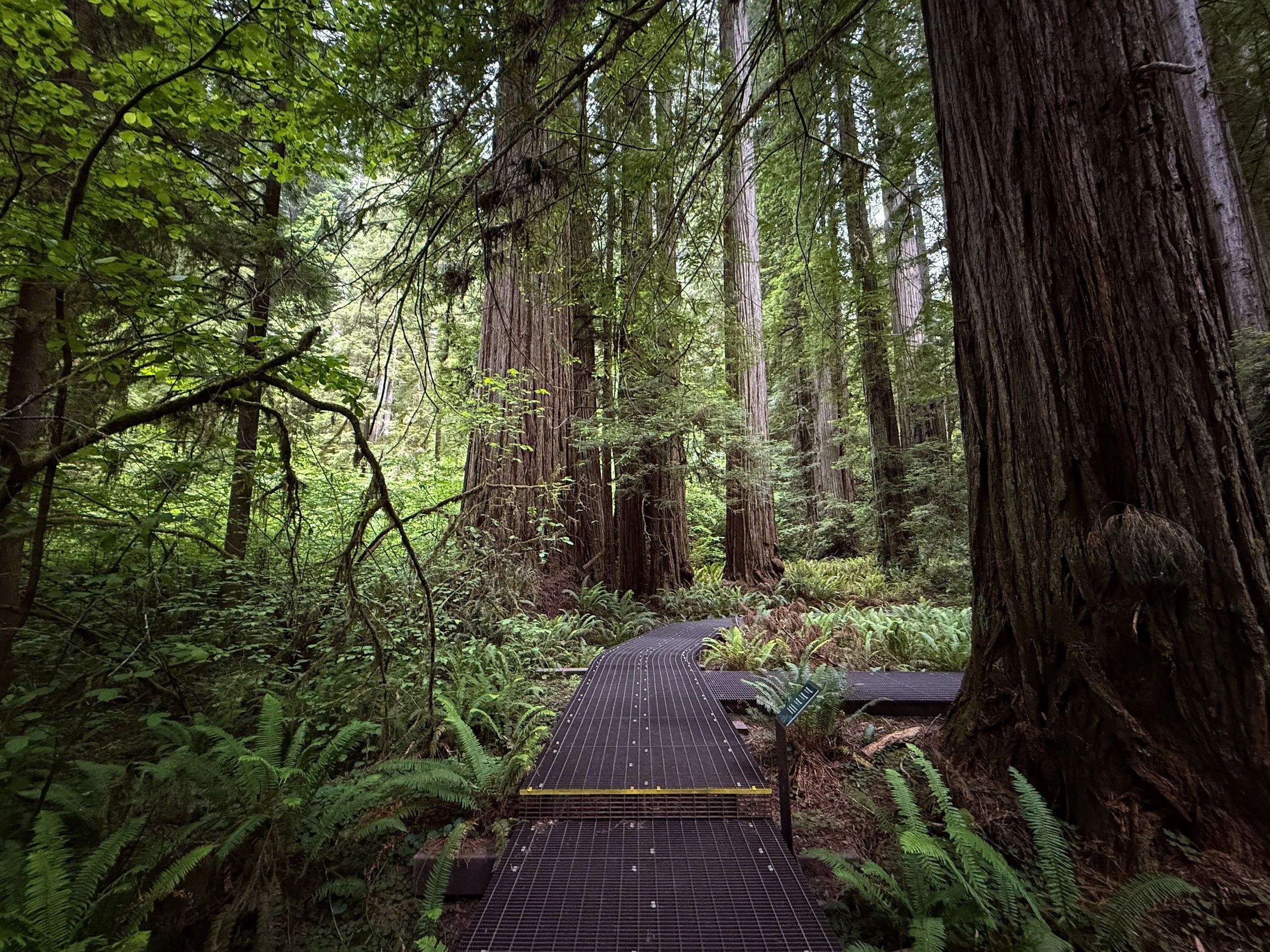 Grove of the Titans Jedediah Smith Redwoods State Park California