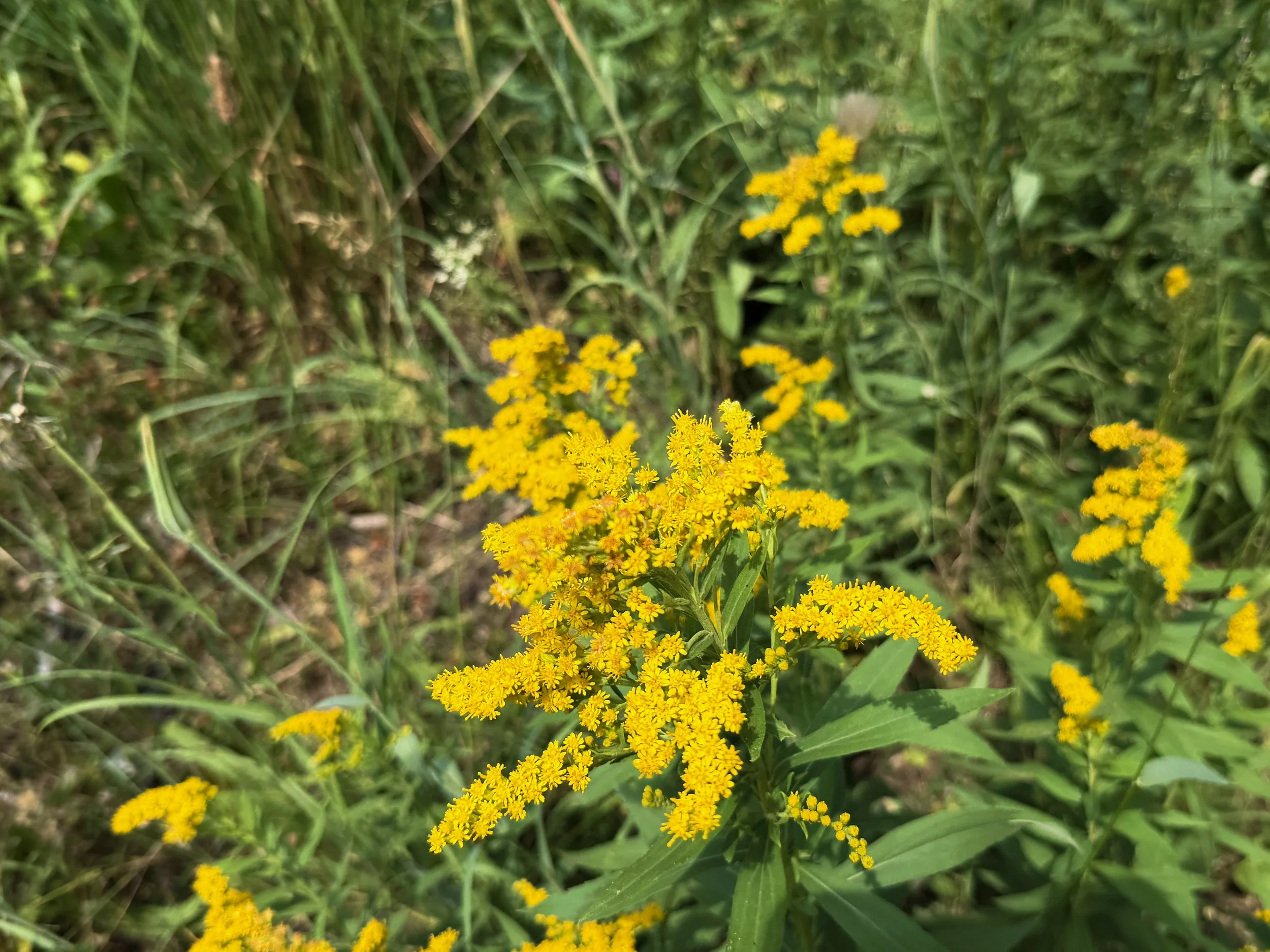 Goldenrod Solidago sp.