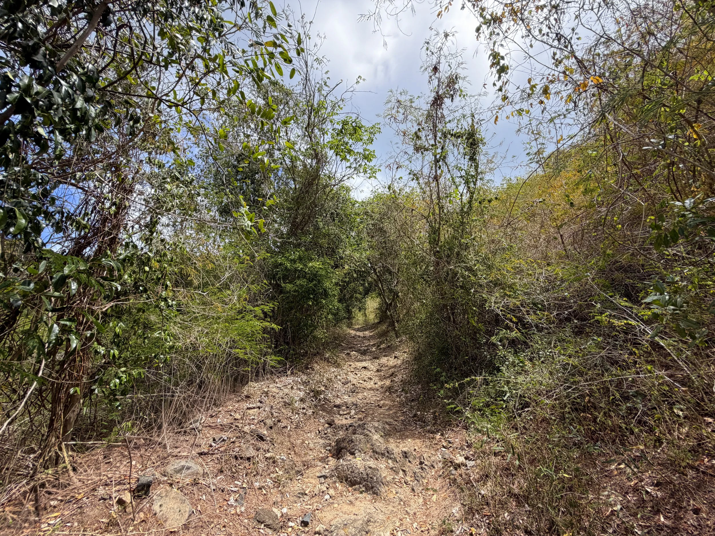 Brown Bay Trail Virgin Islands National Park