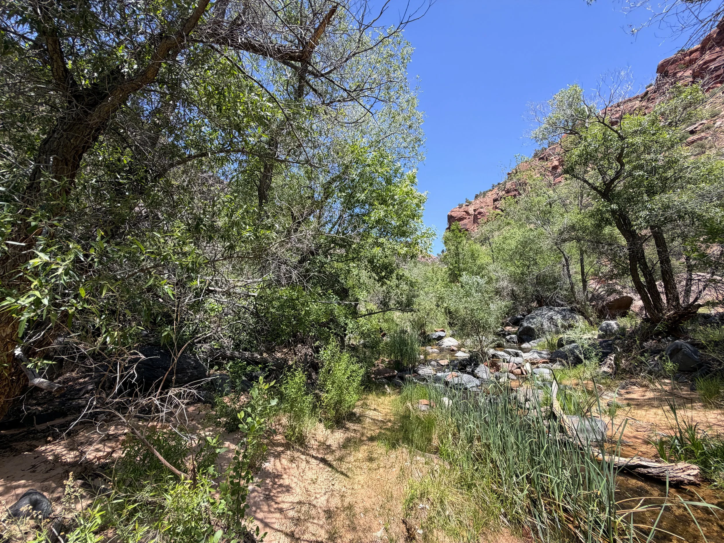Grapevine Trail to Left Fork Falls Zion National Park Utah