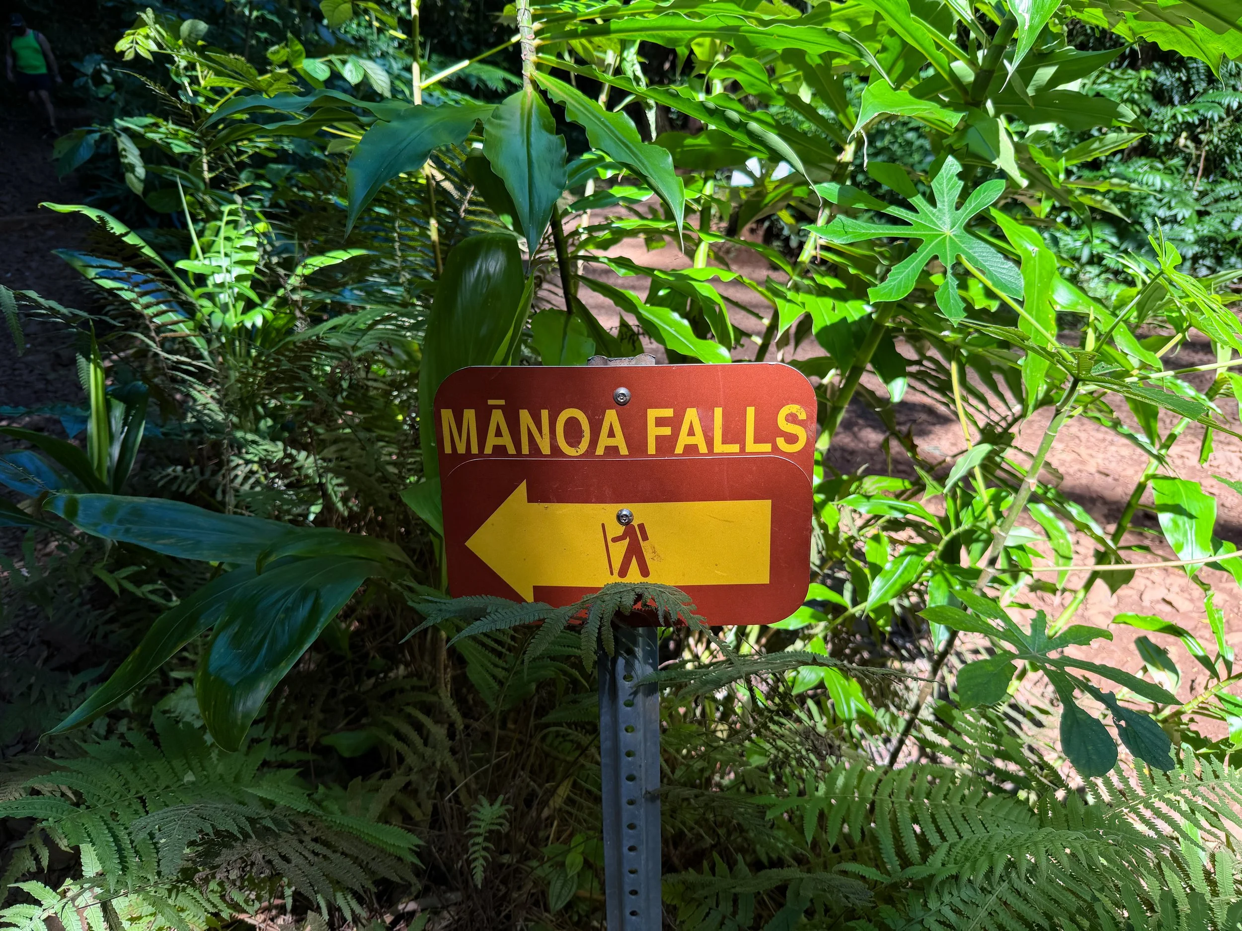 Manoa Falls Trail Oahu Hawaii