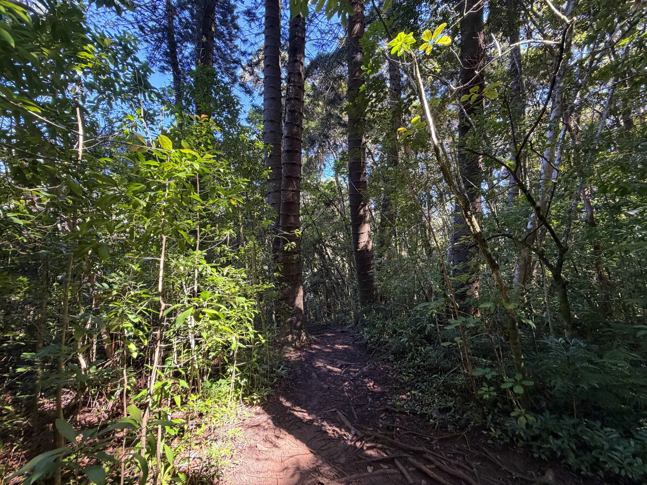 Judd Trail to Jackass Ginger Pool Oahu Hawaii