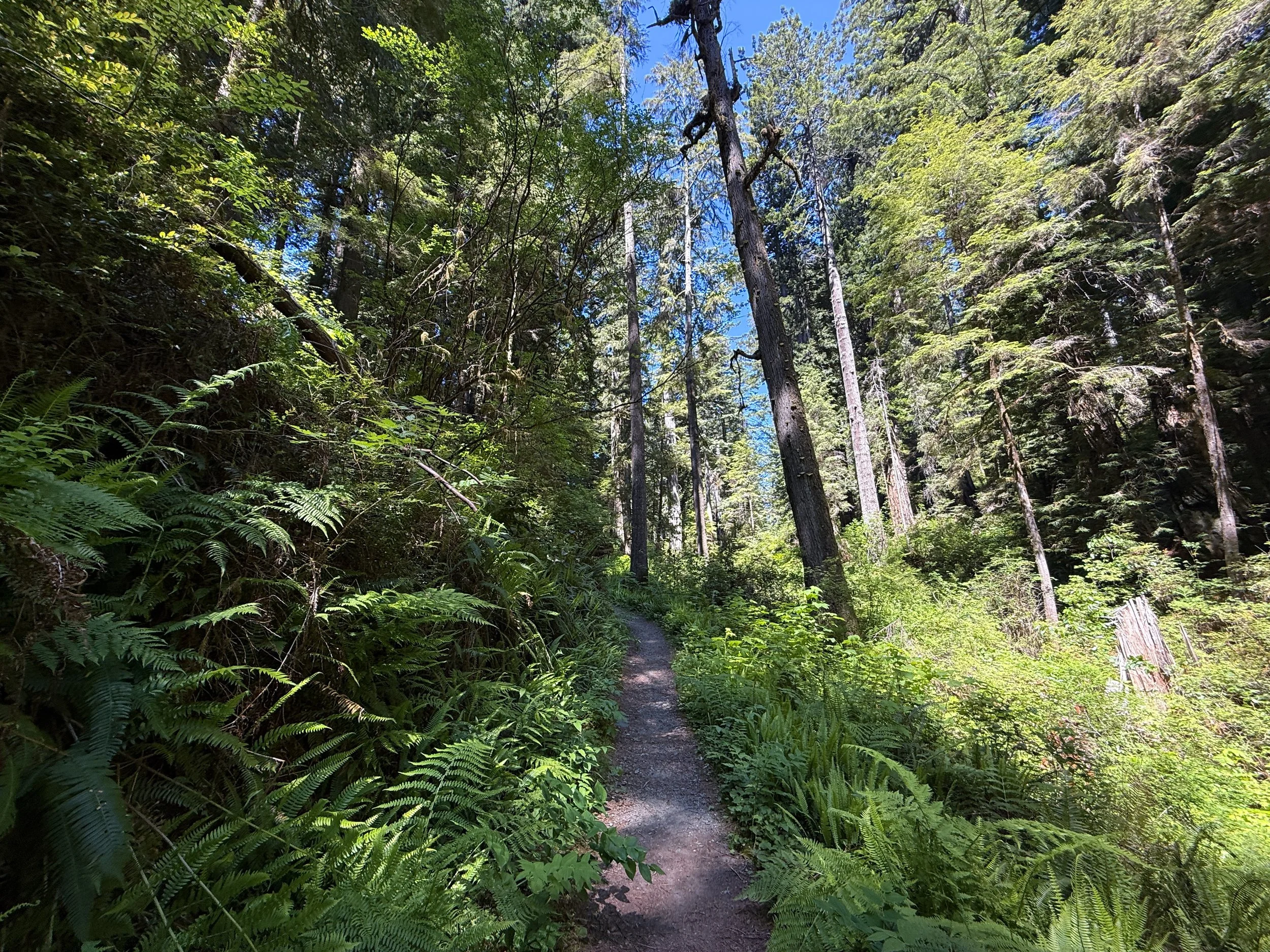 Ossagon Trail Prairie Creek Redwoods State Park California