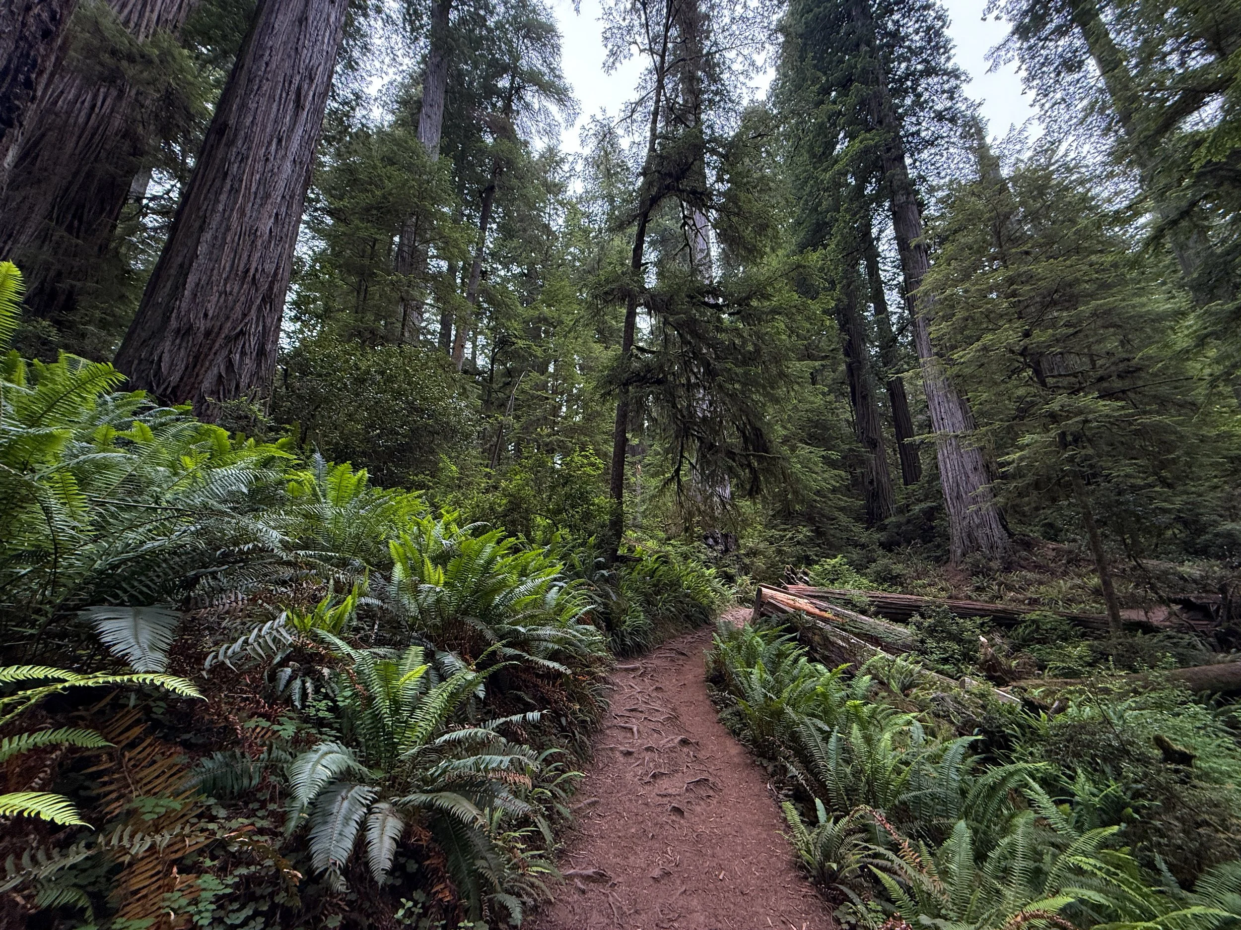 Boy Scout Tree Trail Jedediah Smith Redwoods State Park California