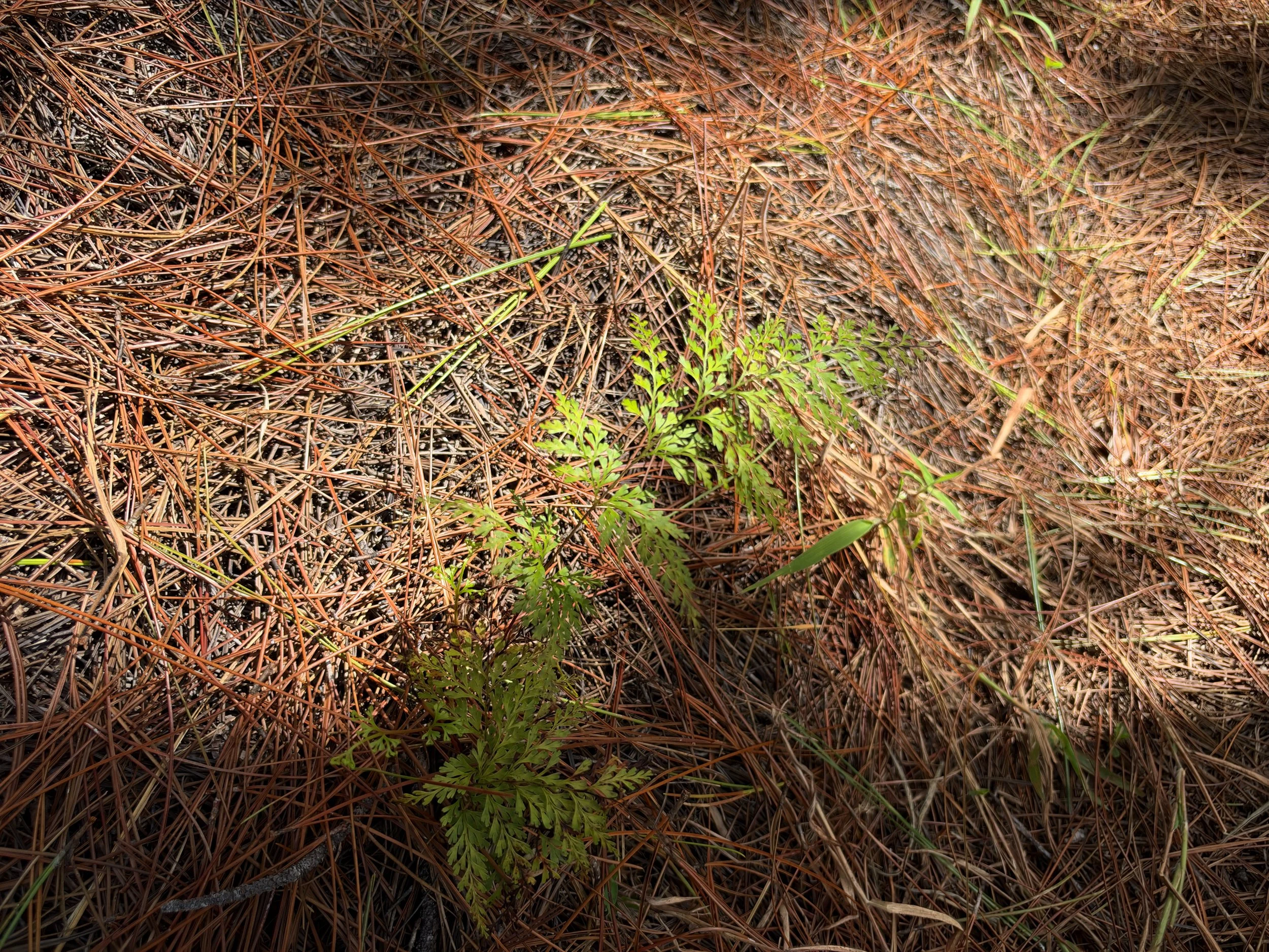 Palaa Sphenomeris chinensis