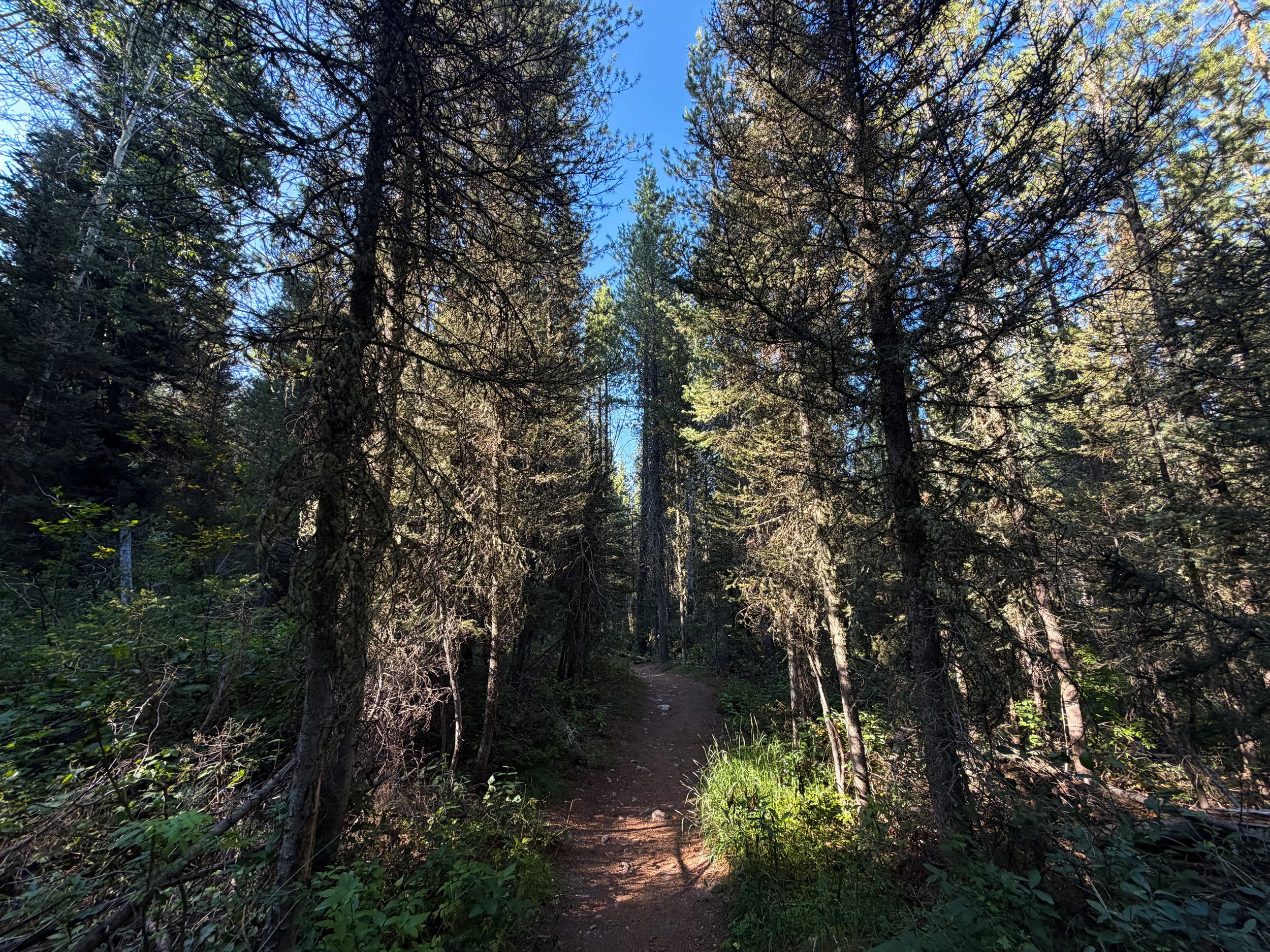 Moose Ponds Loop Hike Grand Teton National Park Wyoming