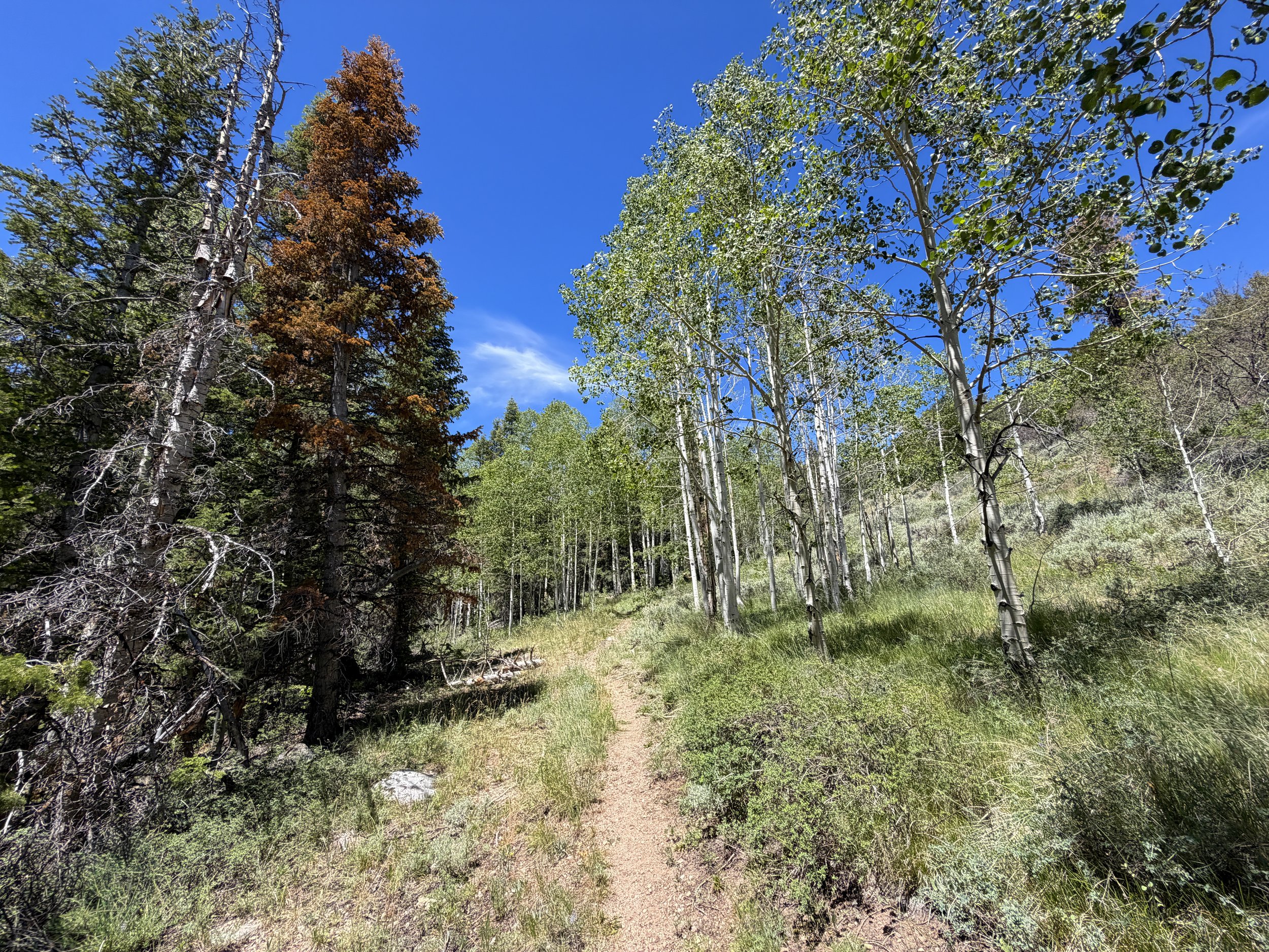 Dead Lake Trail Great Basin National Park Nevada