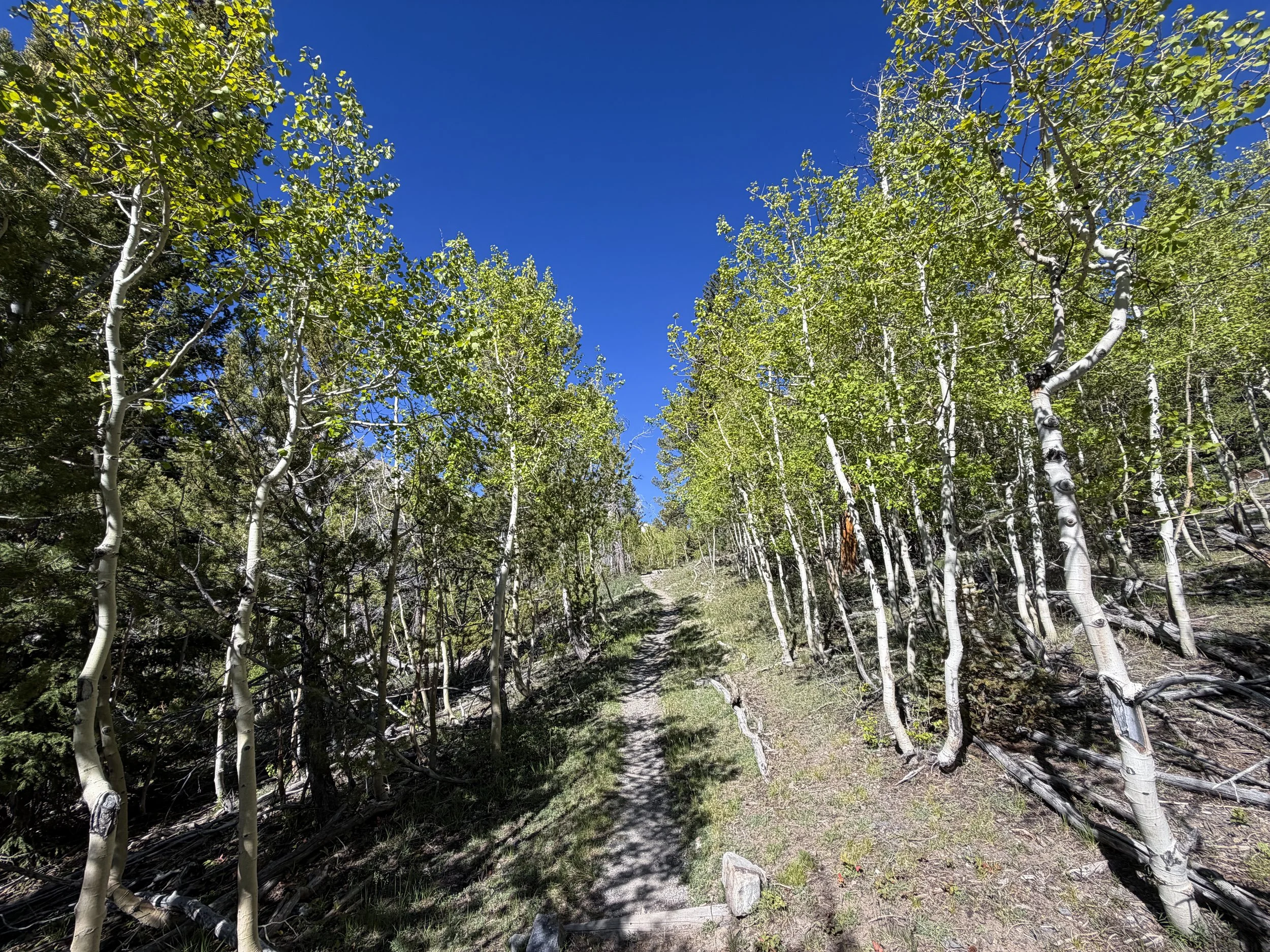 Lehman Creek Trail Great Basin National Park Nevada