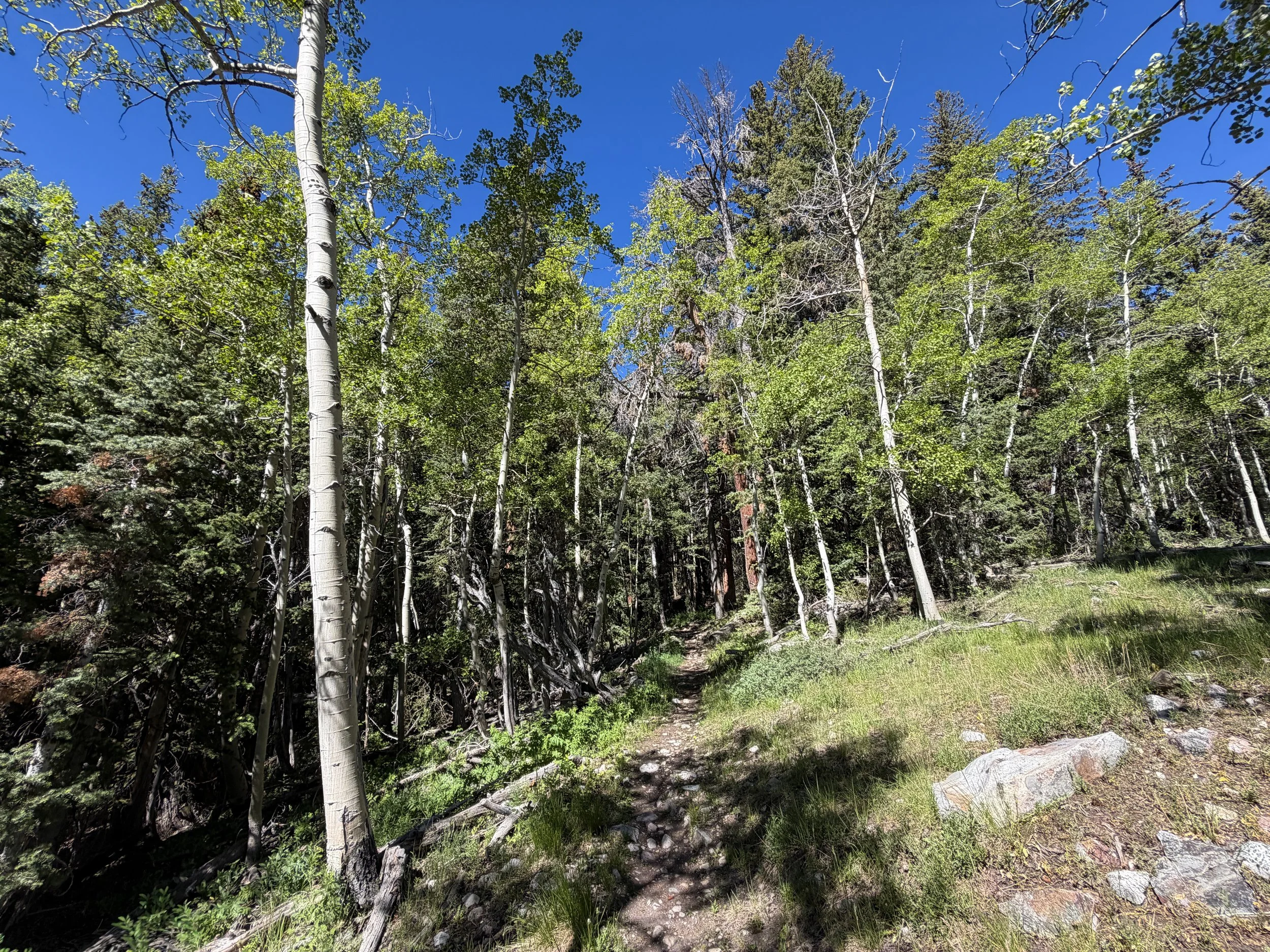 Baker Lake Hike Great Basin National Park Nevada