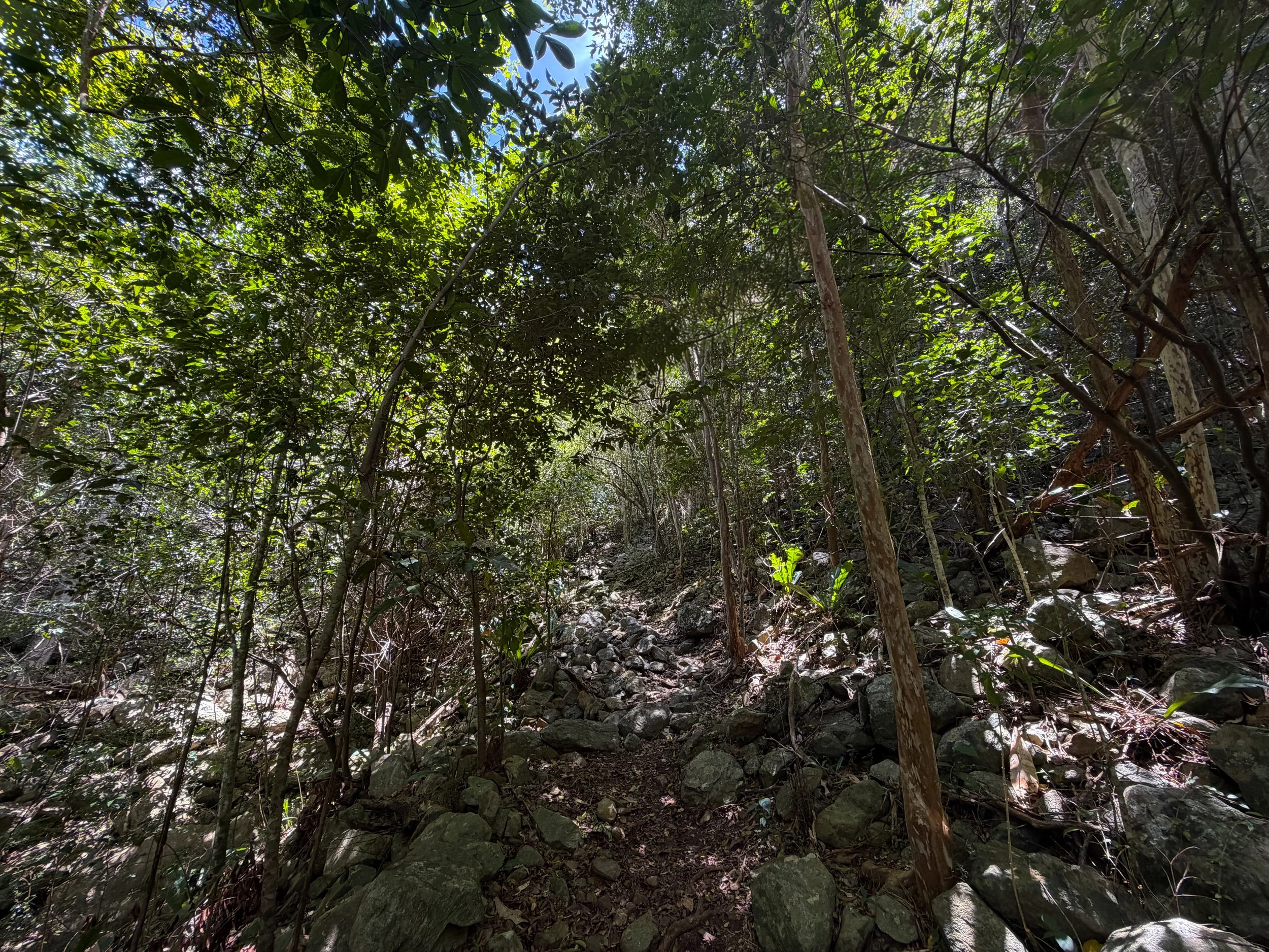 Tamarind Tree Trail Virgin Islands National Park