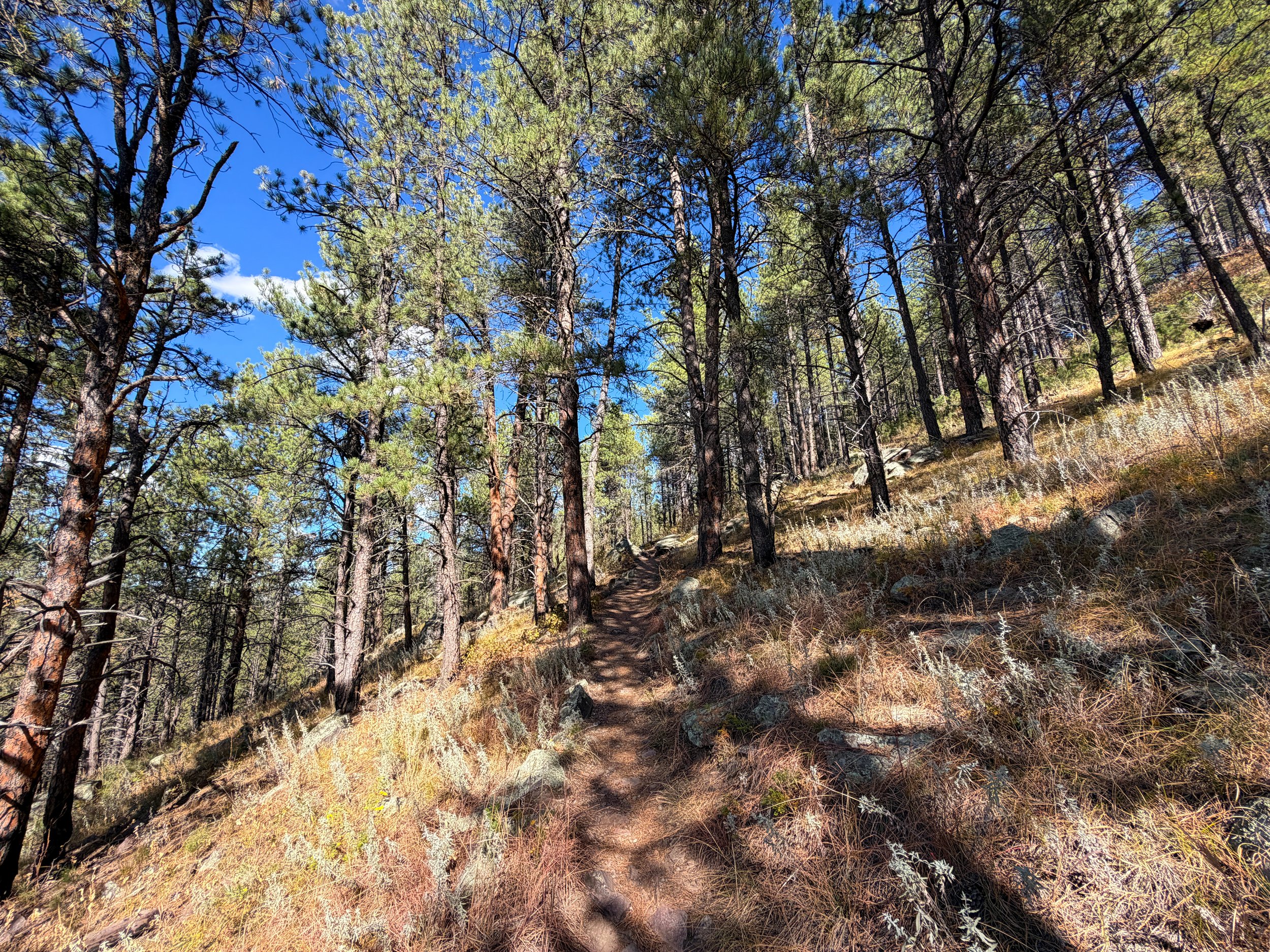 Rankin Ridge Nature Trail Wind Cave National Park South Dakota