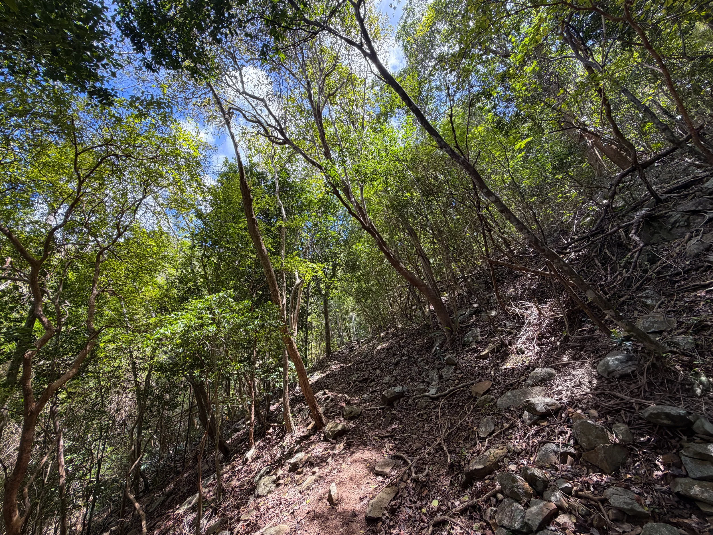 Tamarind Trail Virgin Islands National Park