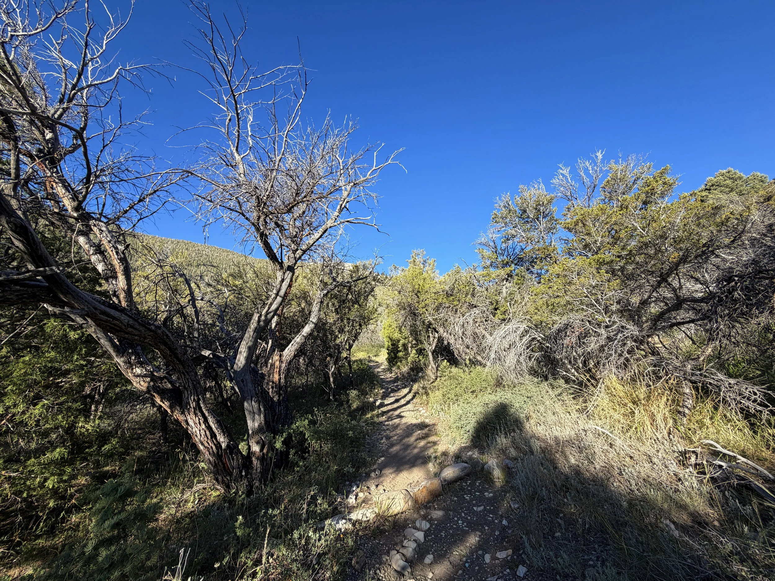 Lehman Creek Trail Great Basin National Park Nevada