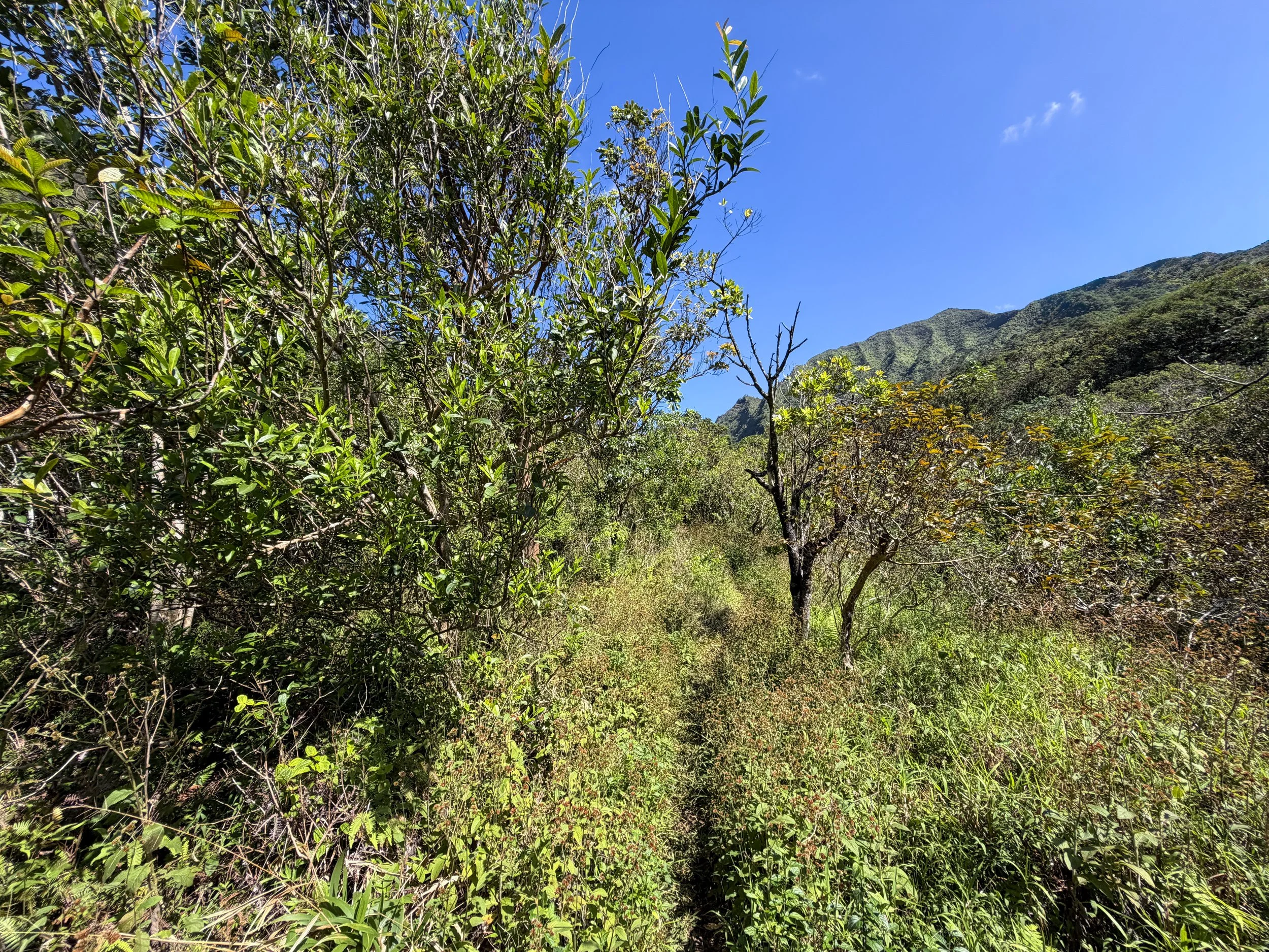 Kulanaahane Trail Oahu Hawaii
