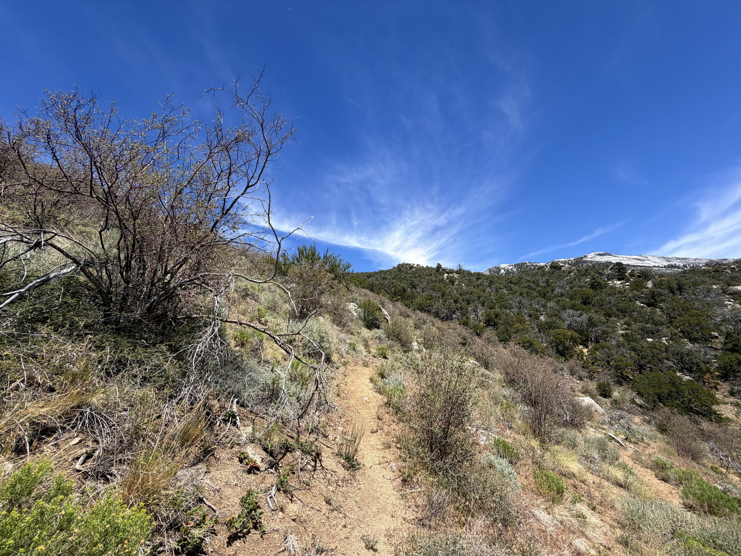 Serviceberry Trail Great Basin National Park Nevada