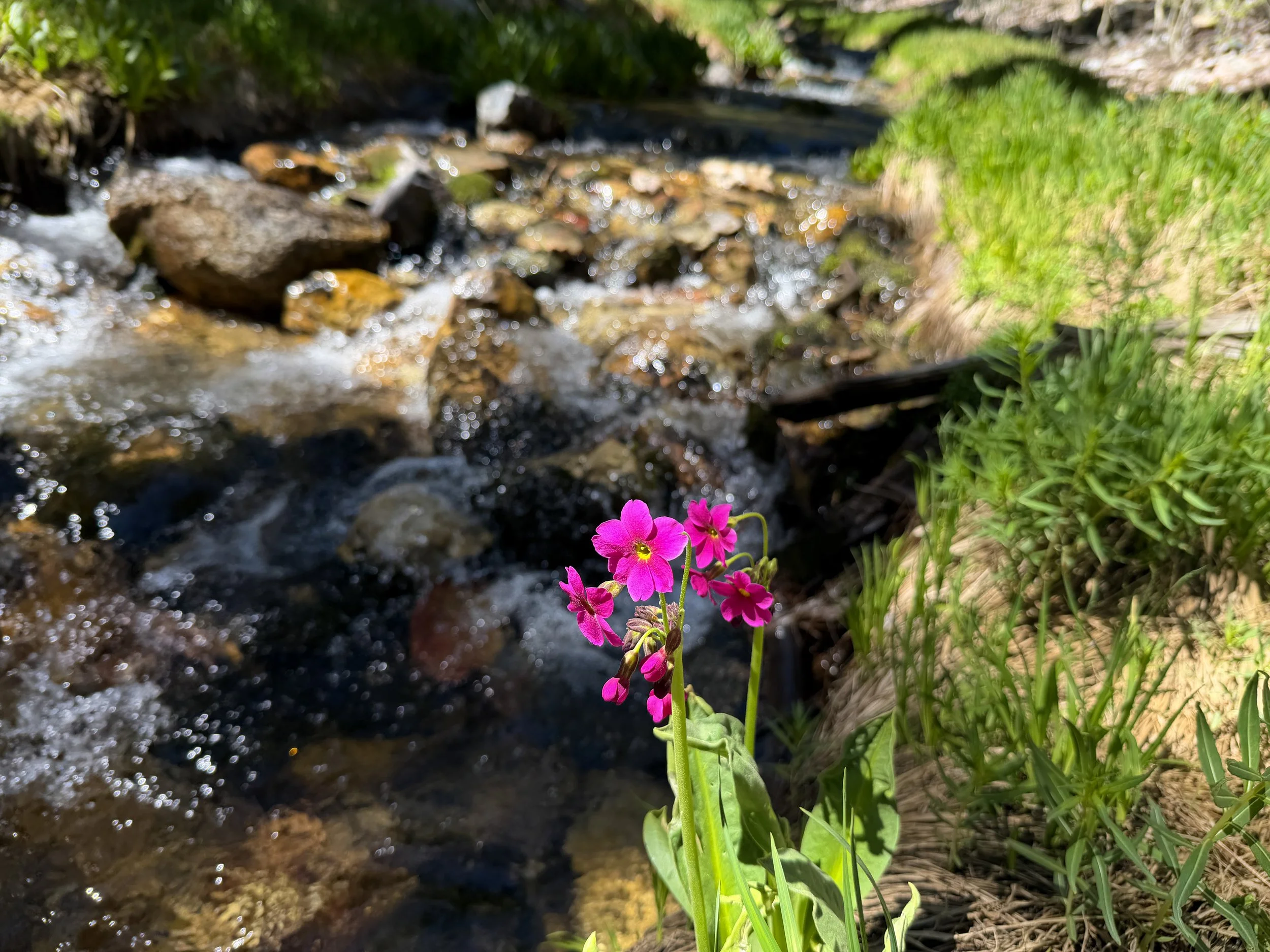 Parrys Primrose Primula parryi