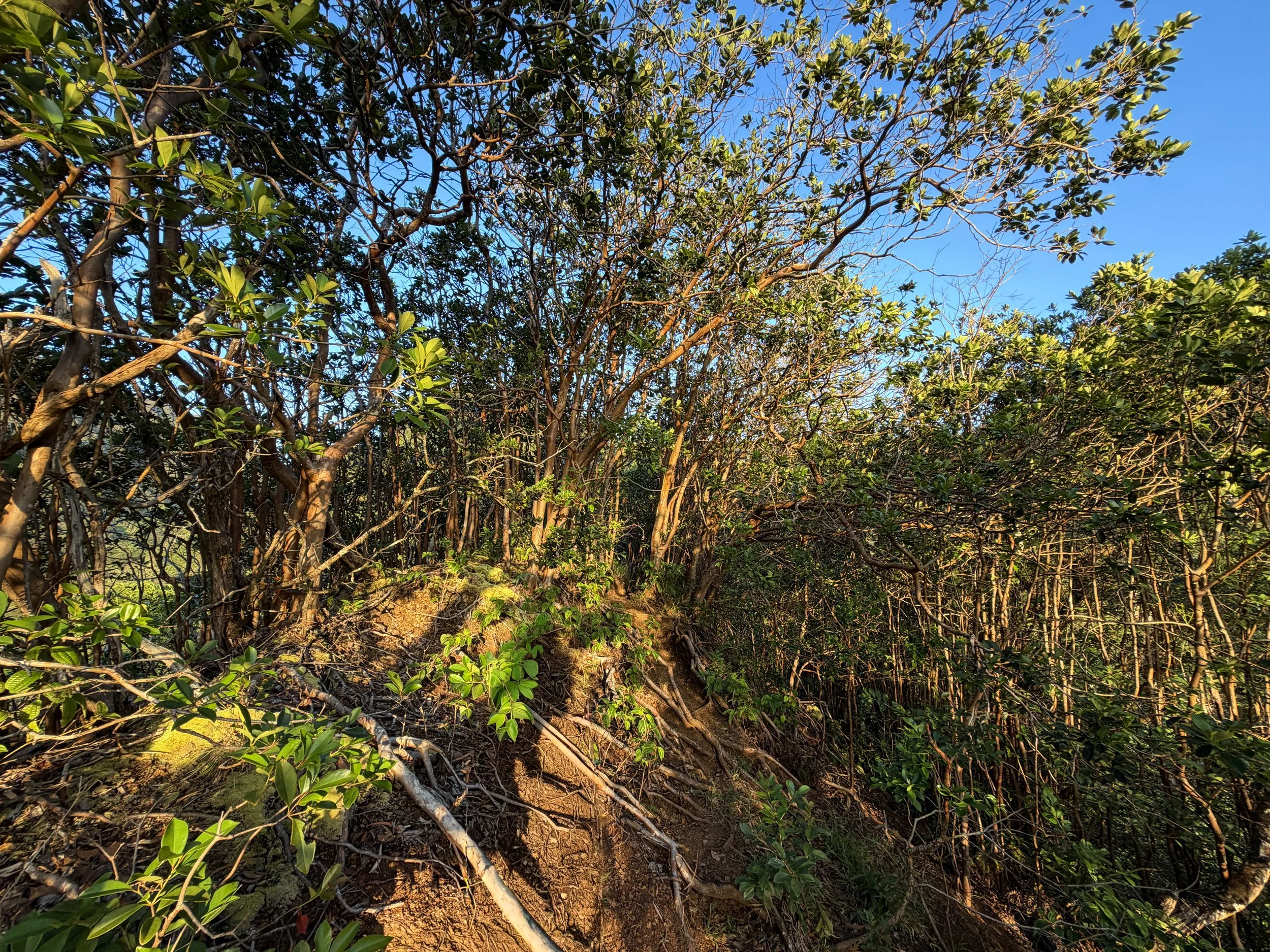 Moanalua Middle Ridge Trail to Stairway to Heaven Oahu Hawaii