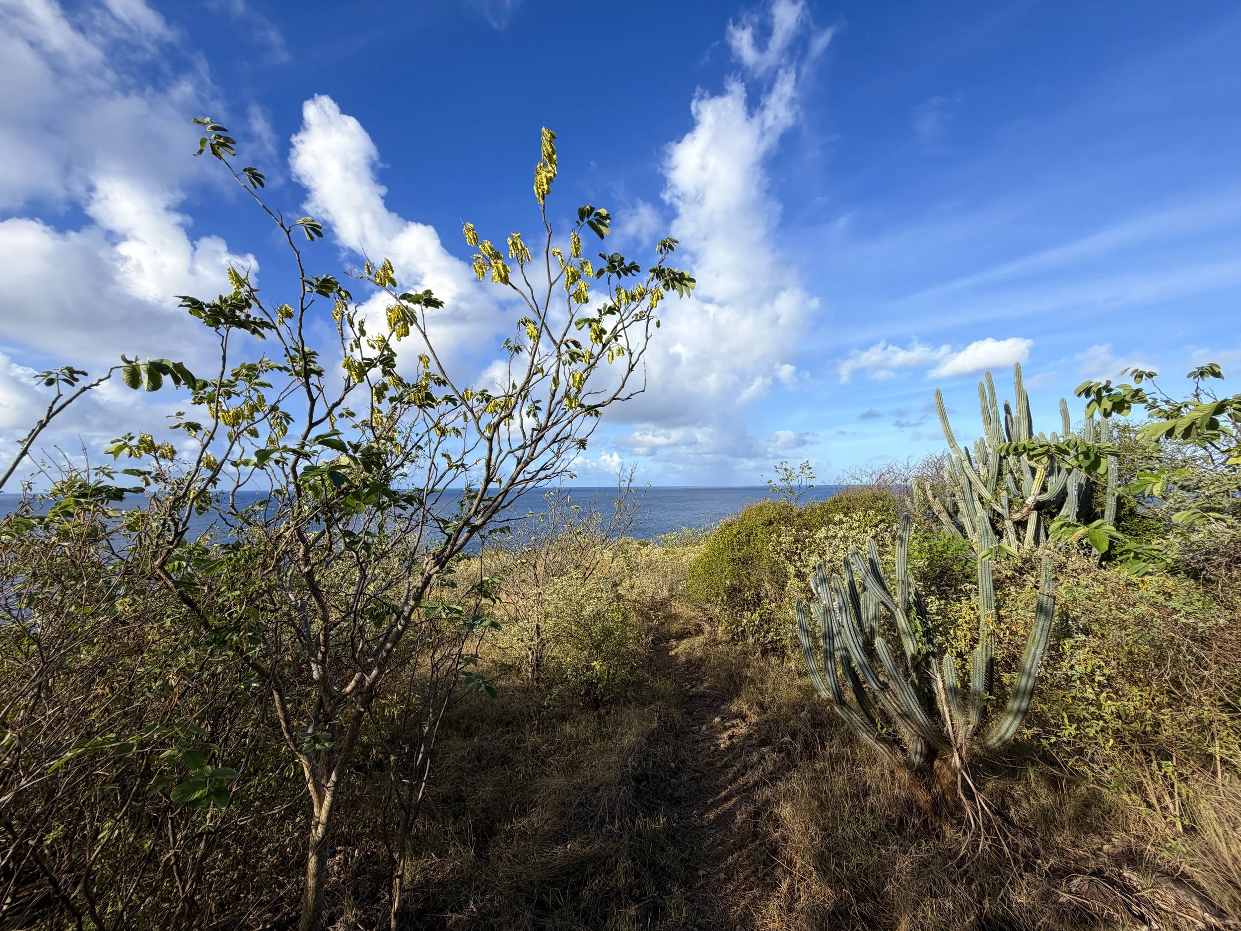 Cabritte Horn Trail Virgin Islands National Park