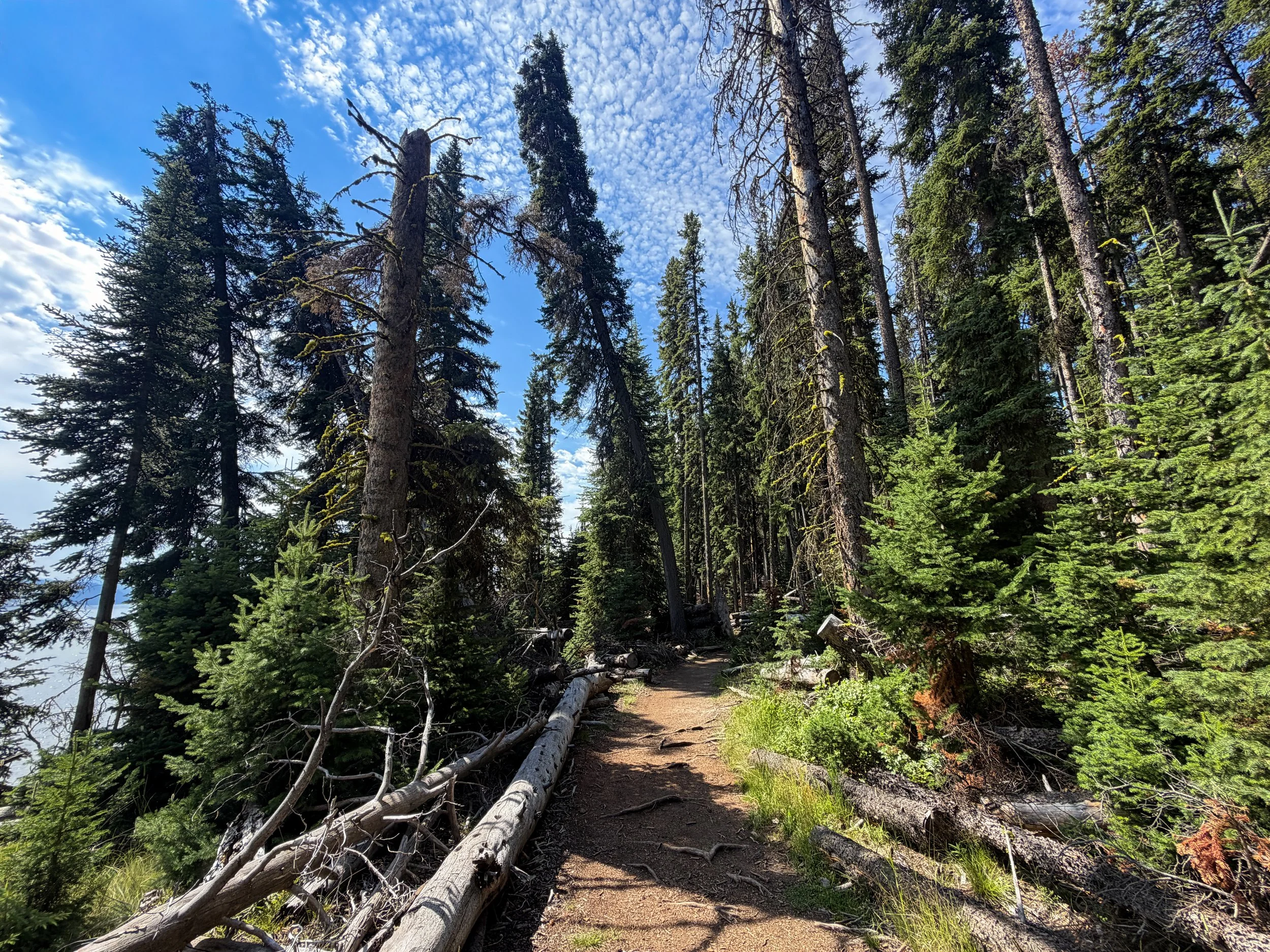 Storm Point Loop Trail Yellowstone National Park Wyoming