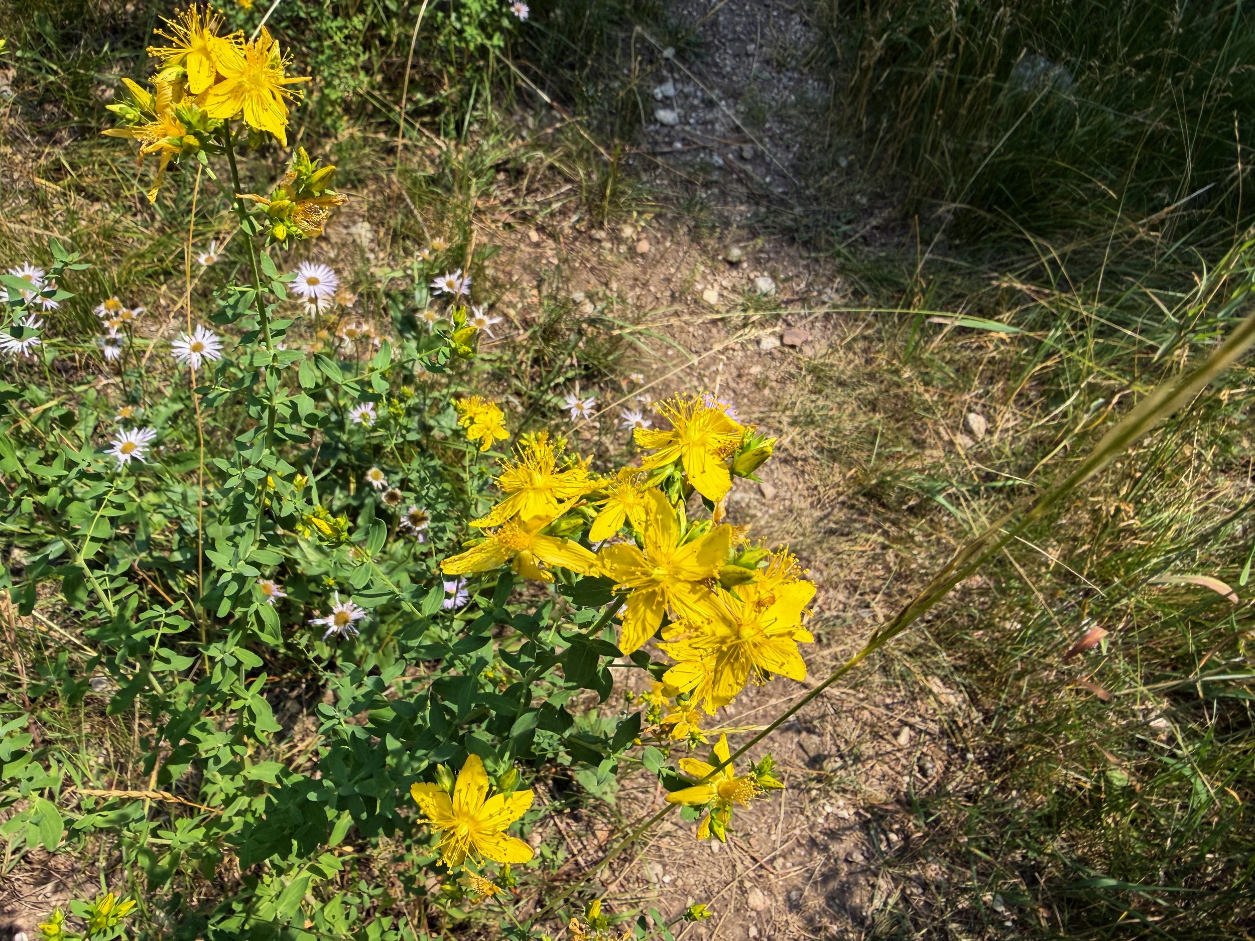 Scoulers St. Johnswort Hypericum scouleri