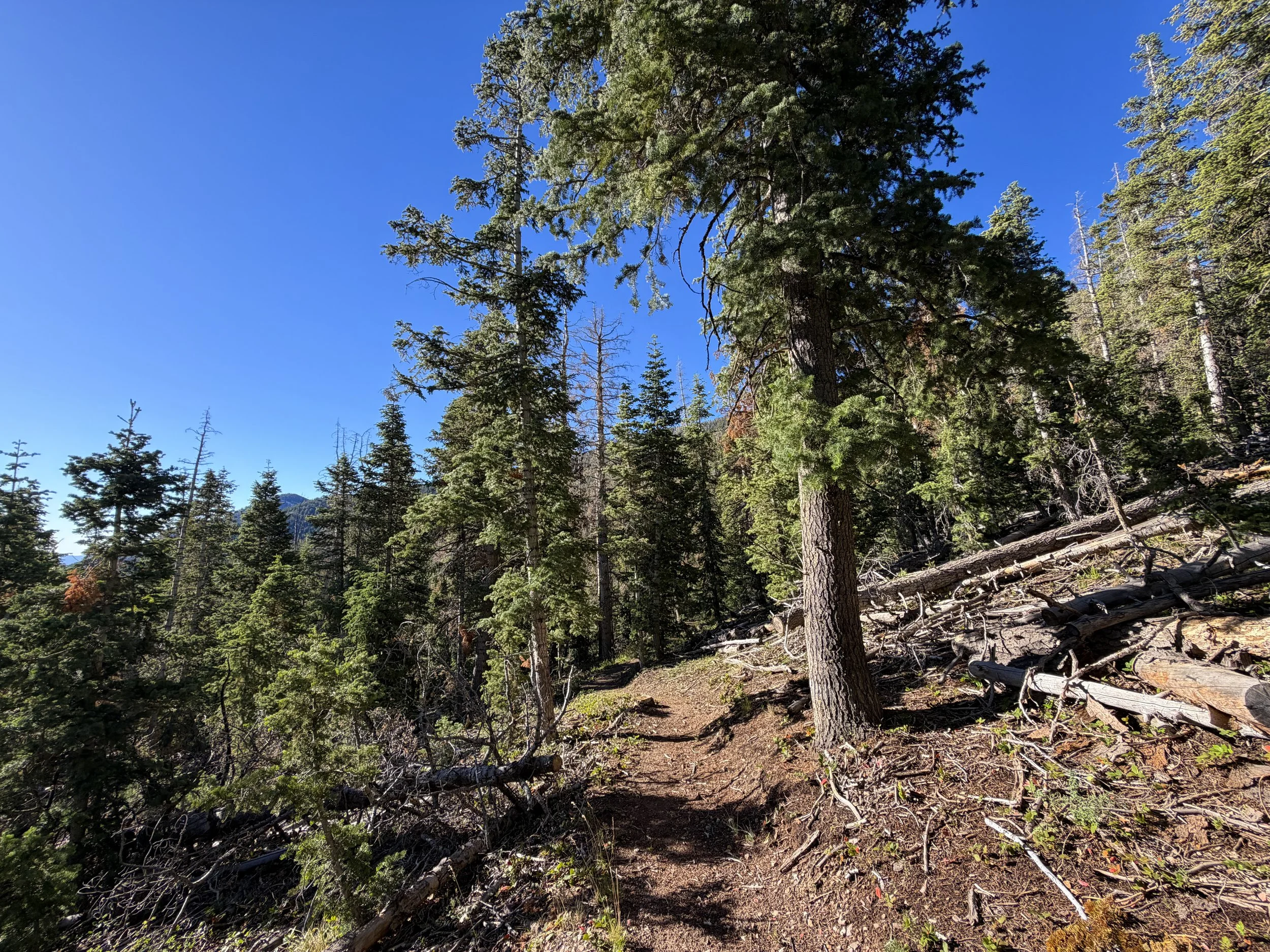 Snake Creek Overlook Loop Trail Great Basin National Park Nevada