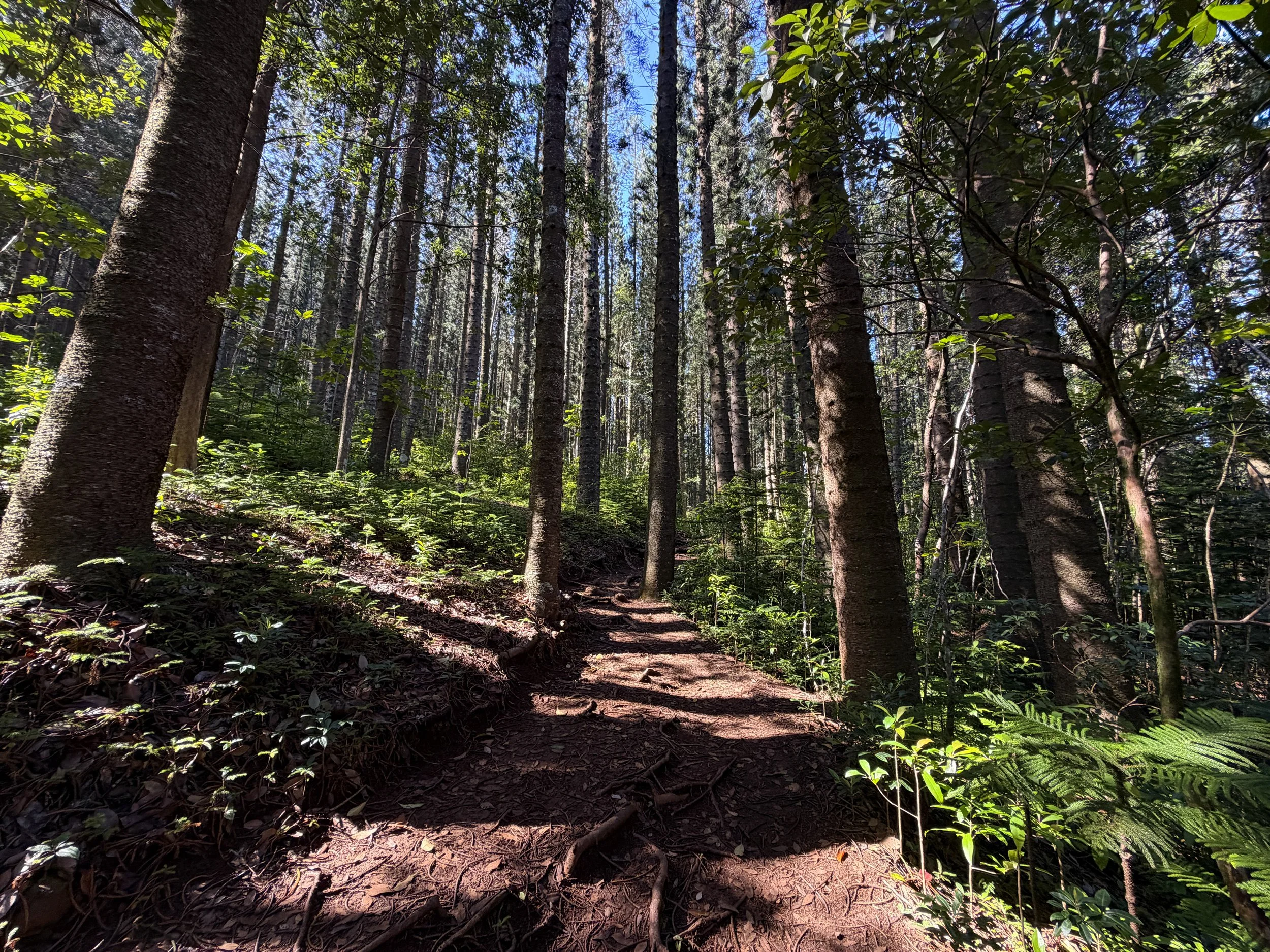Judd Trail Oahu Hawaii