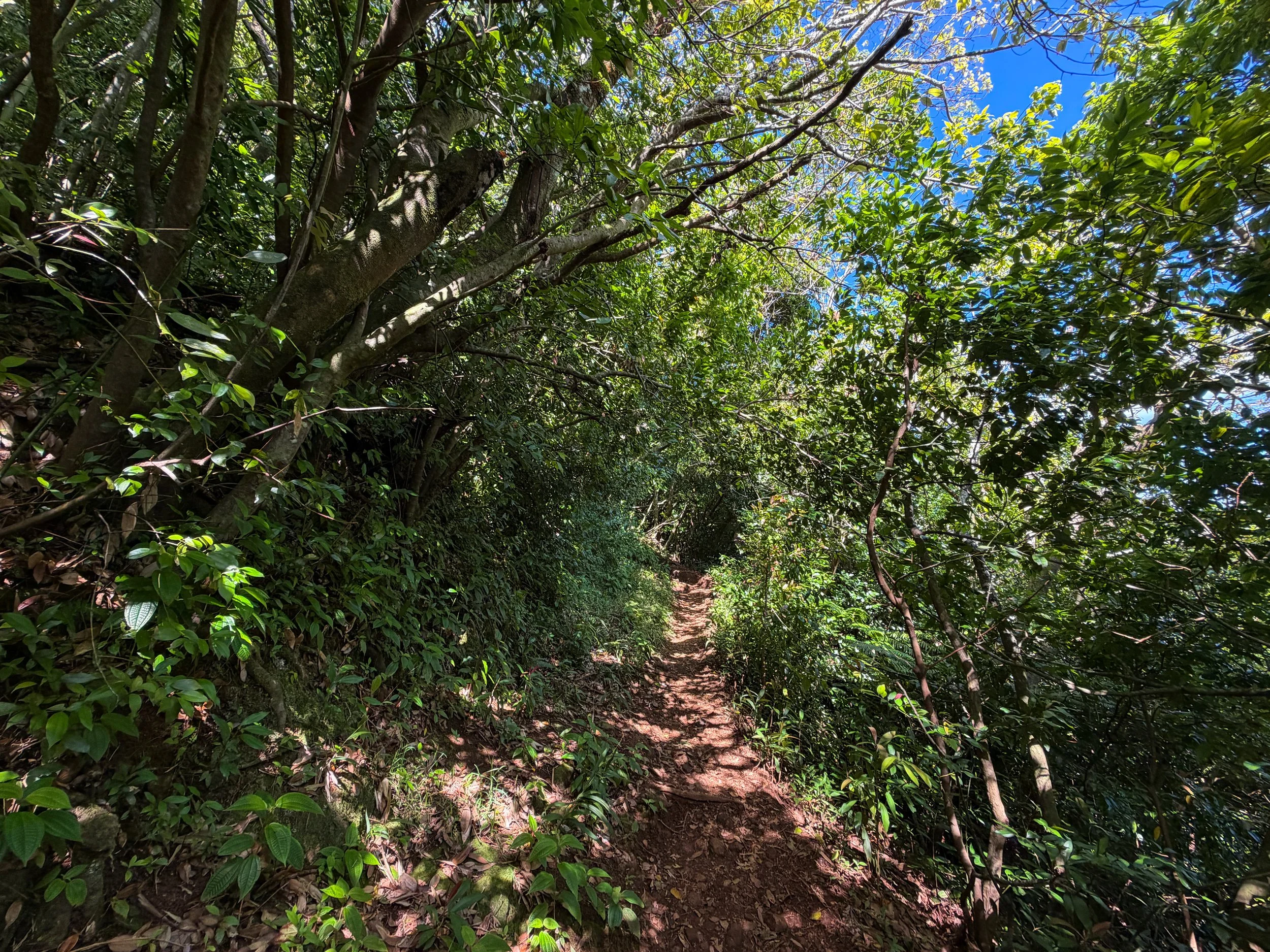 Aihualama Trail Oahu Hawaii