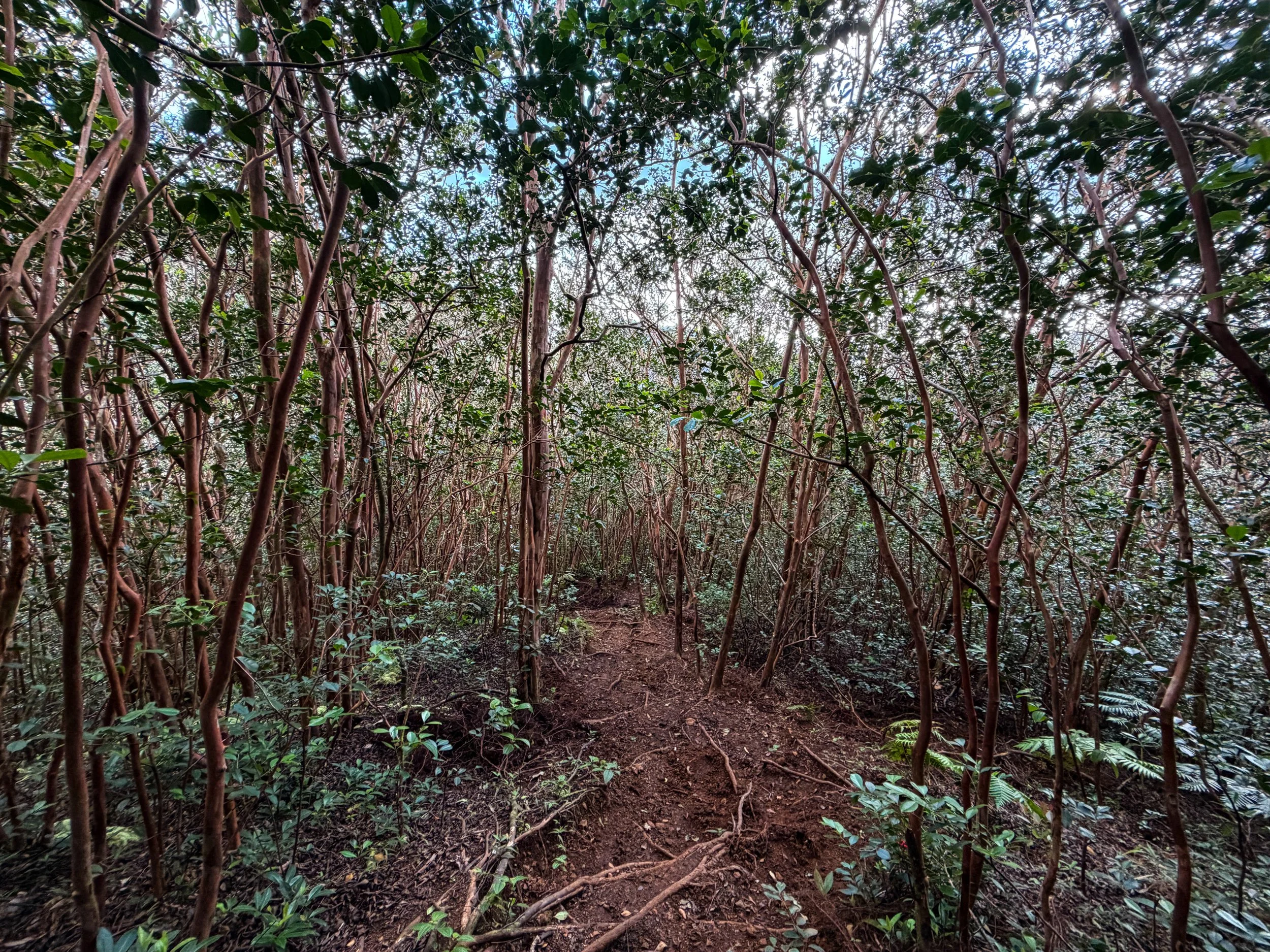 Kaau Crater Trail Oahu Hawaii