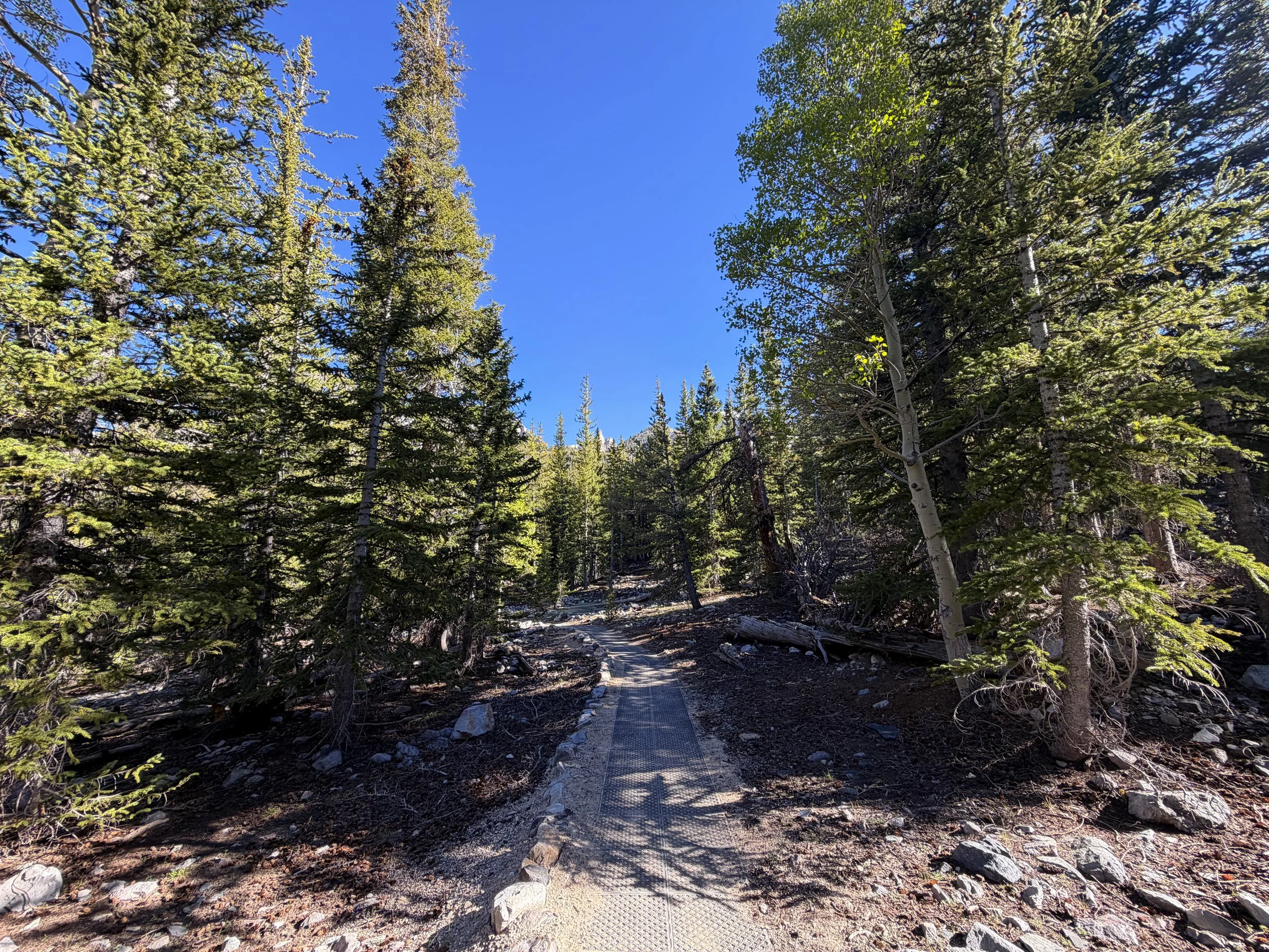 Sky Island Forest Loop Trail Great Basin National Park Nevada