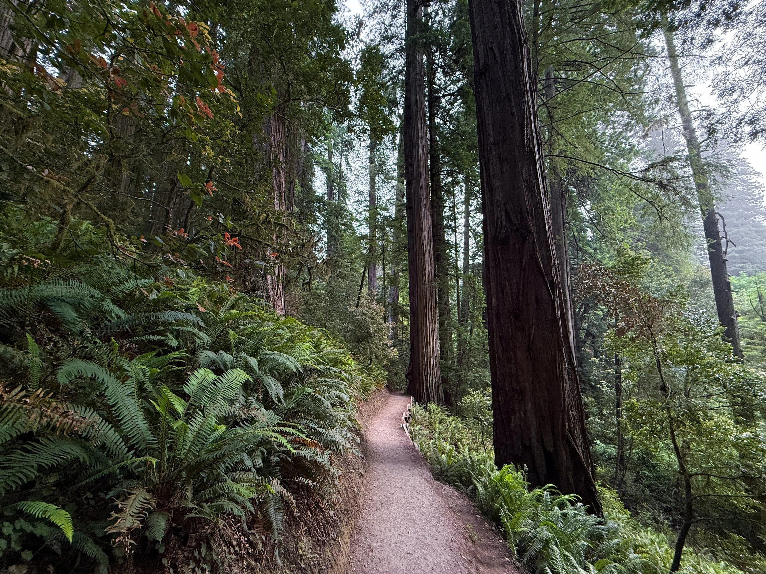 Grove of the Titans Trail Jedediah Smith Redwoods State Park California