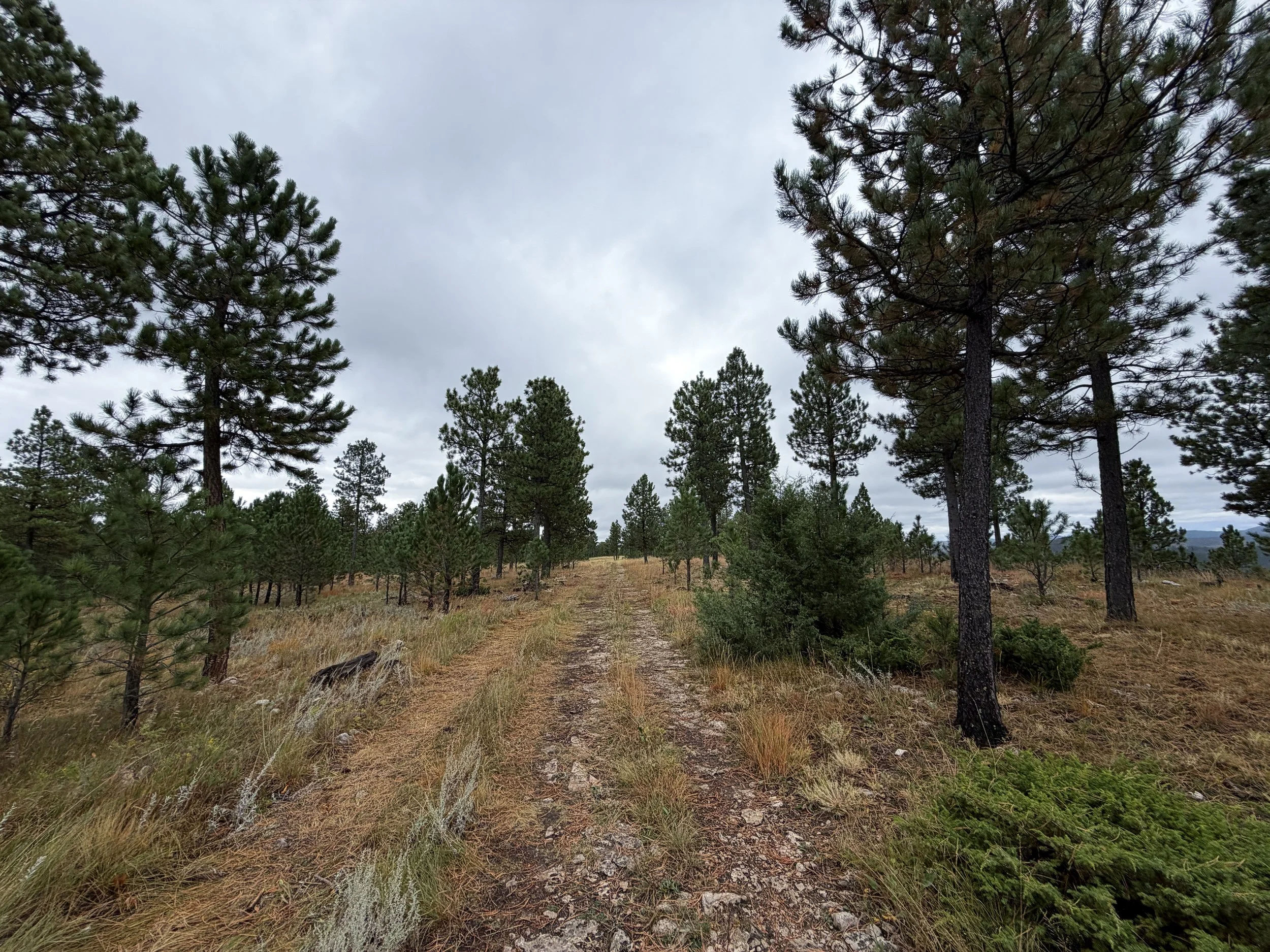 Buzzards Roost Loop Trail Black Hills Rapid City South Dakota