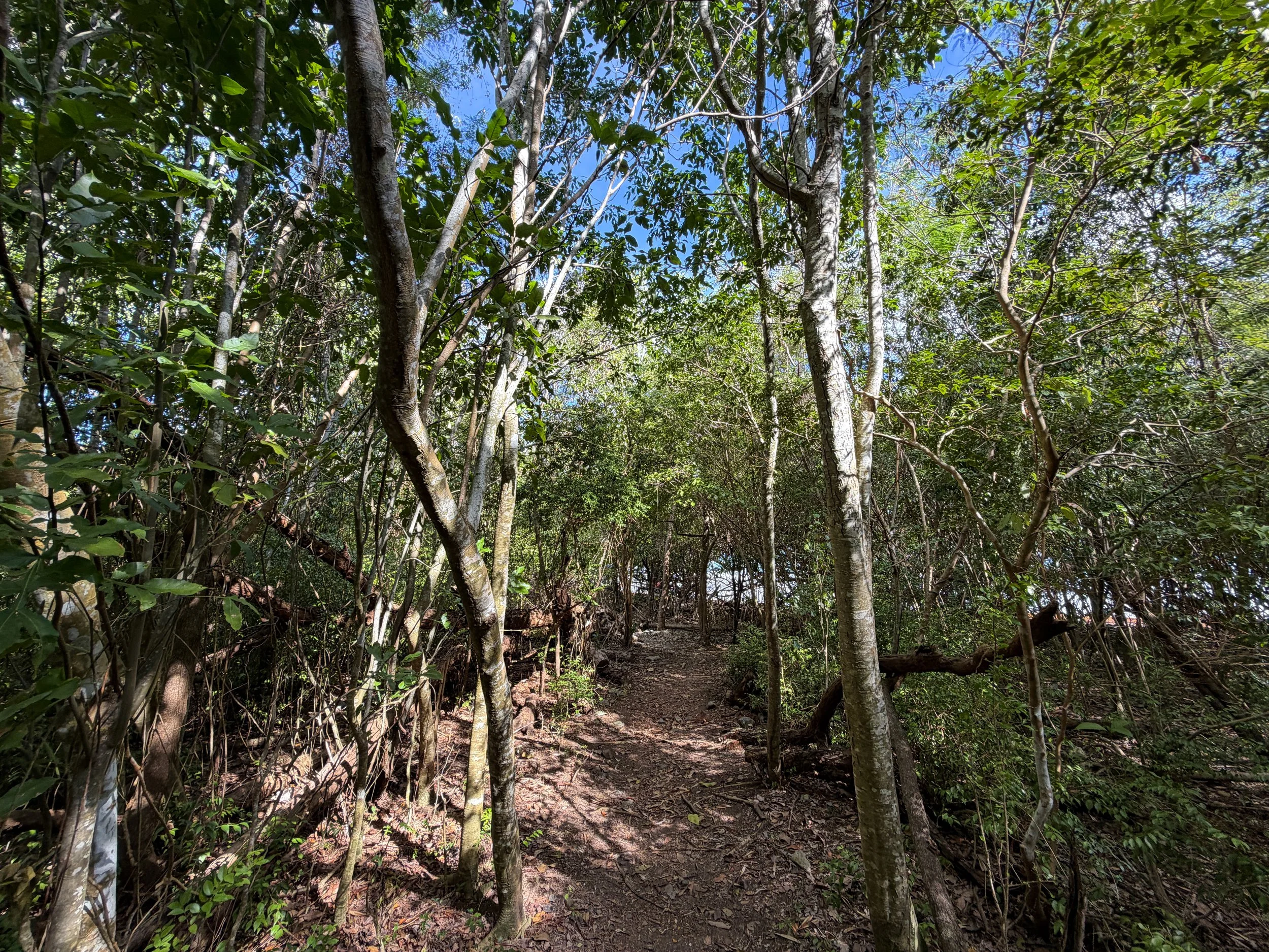 Brown Bay Beach Trail Virgin Islands National Park