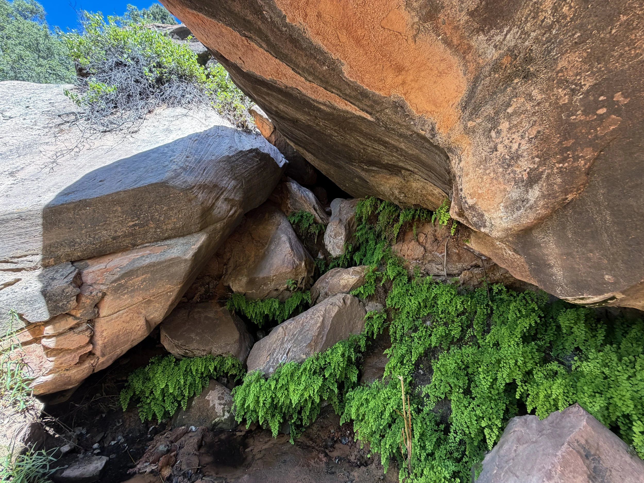 Watchman Trail Spring Zion National Park Utah