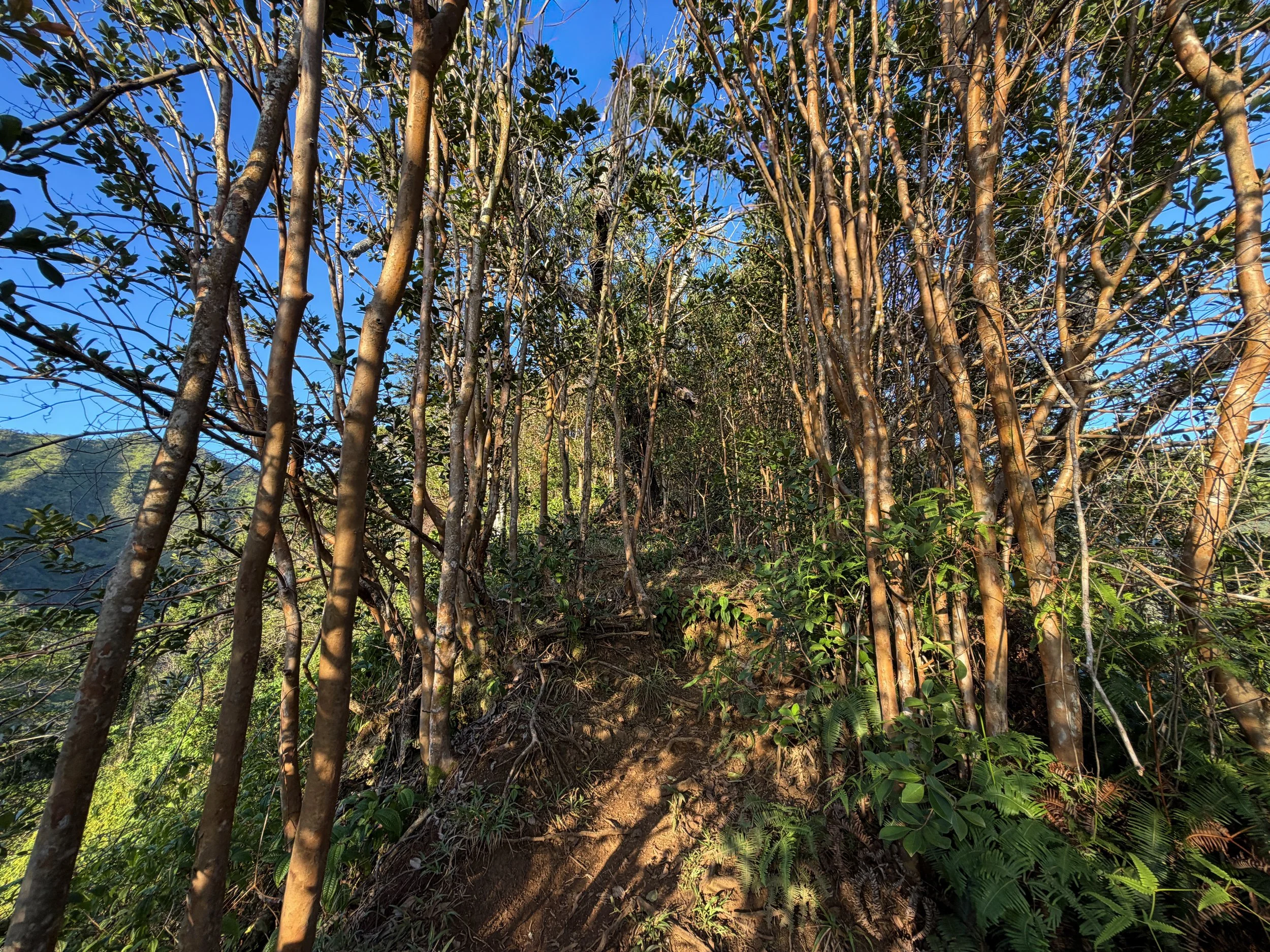 Moanalua Middle Ridge Trail Oahu Hawaii