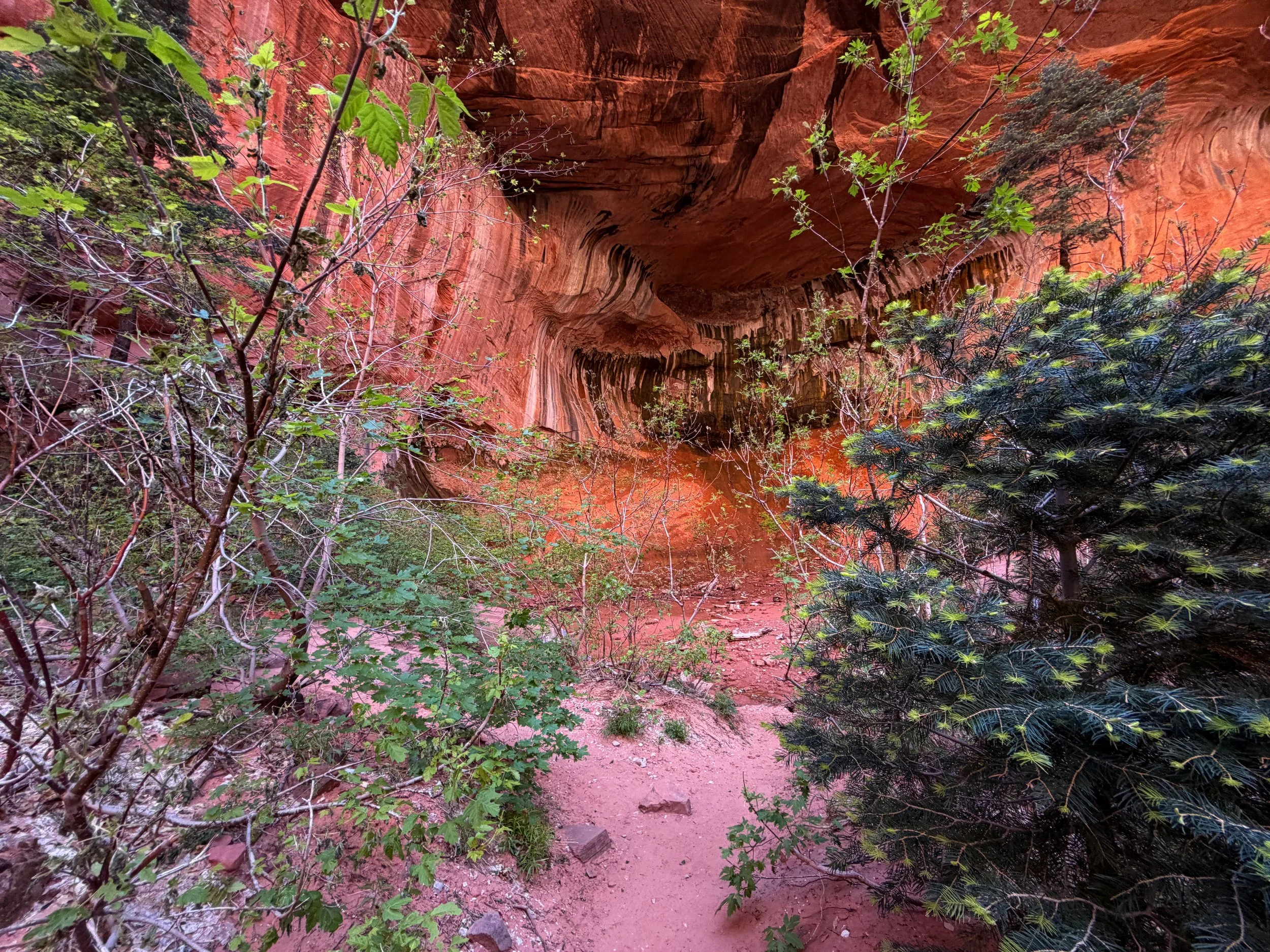 Double Arch Alcove Taylor Creek Trail Zion National Park Utah