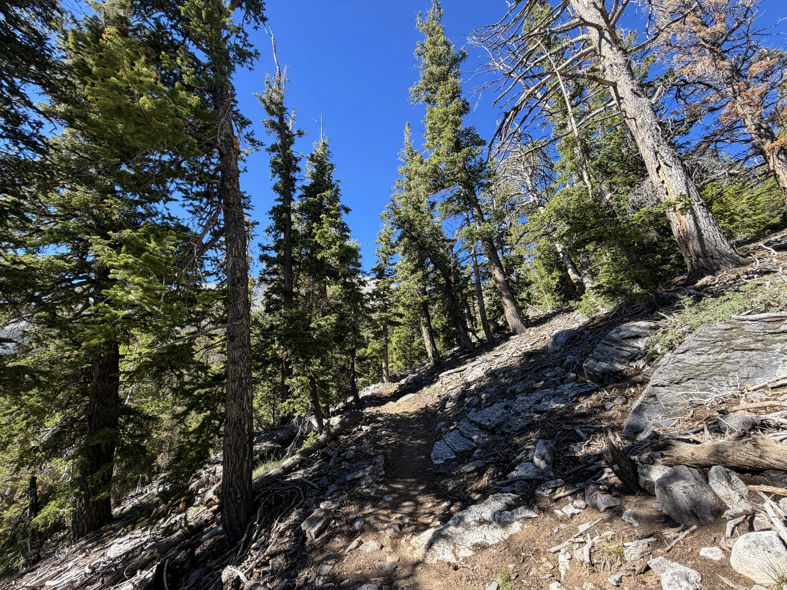Lehman Creek Trail Great Basin National Park Nevada