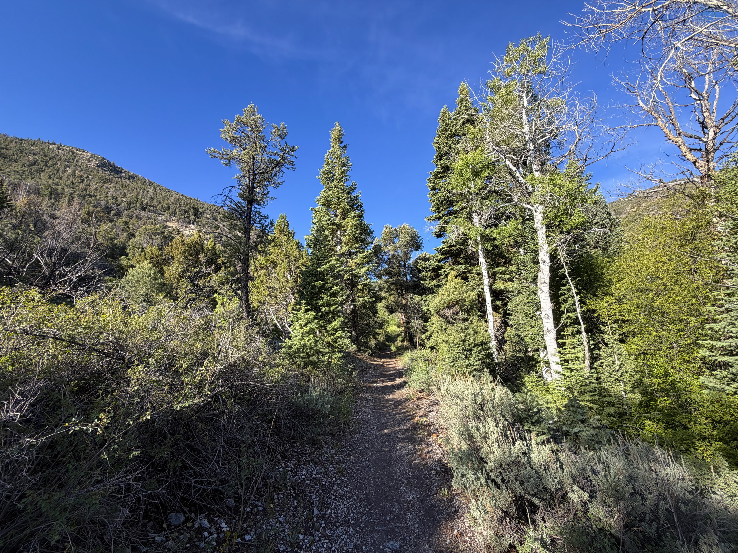 Pole Canyon Trail Great Basin National Park Nevada